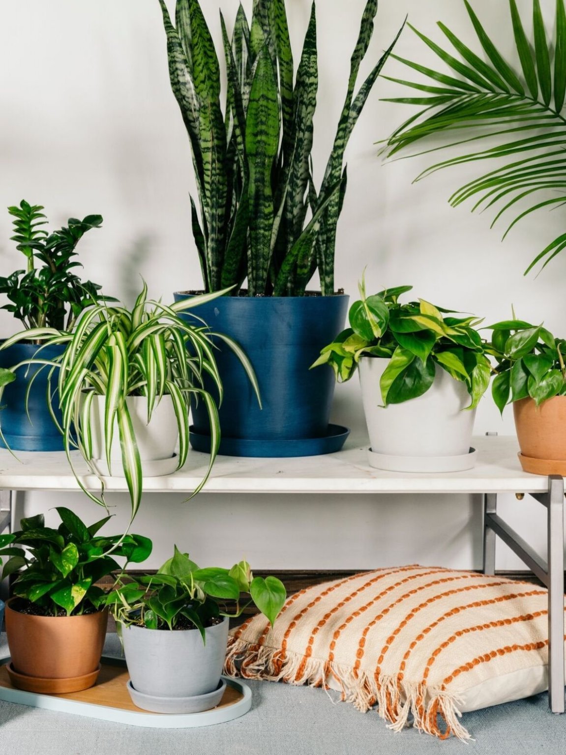 Indoor Plant Lighting 101 | Bloomscape