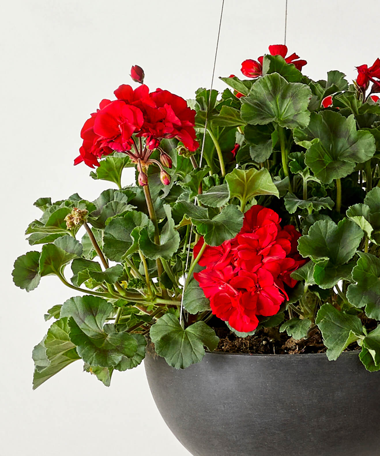 Outdoor Red Geranium Annuals | Bloomscape