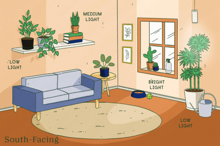 Indoor Plant Lighting 101 | Bloomscape