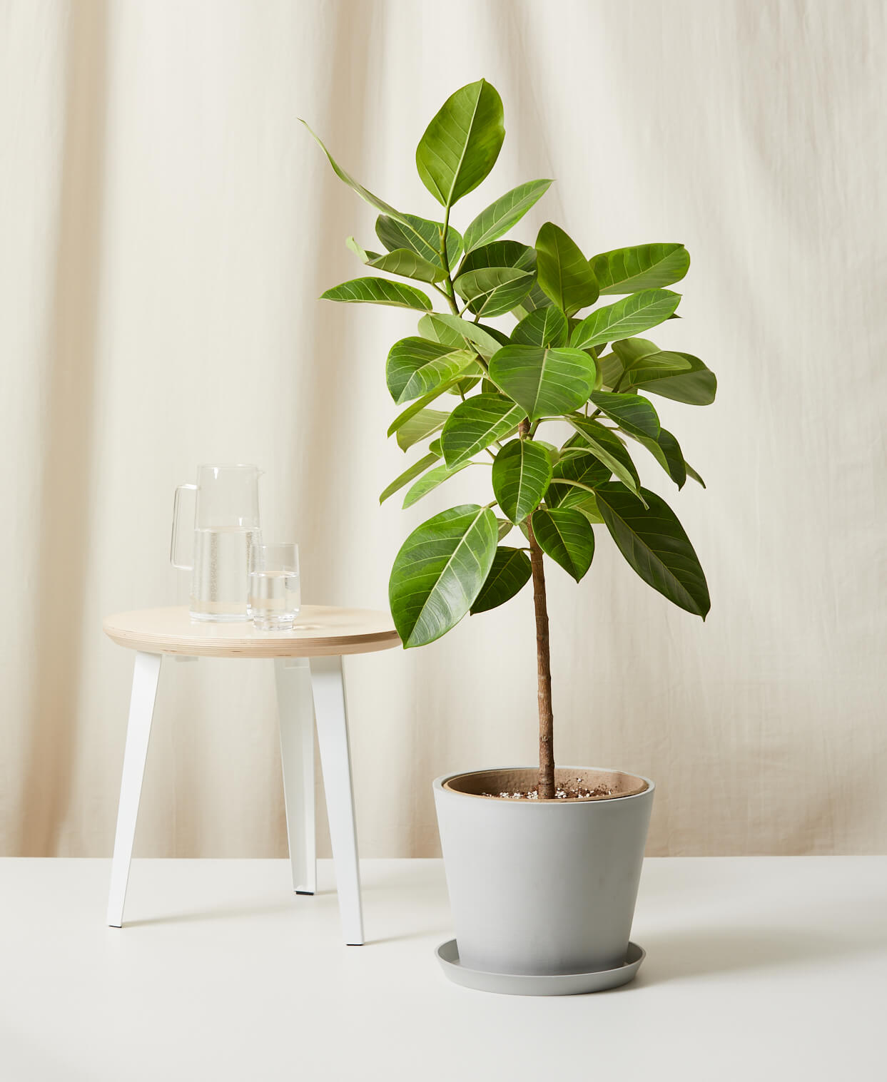 ficus 101: how to care for ficuses | bloomscape