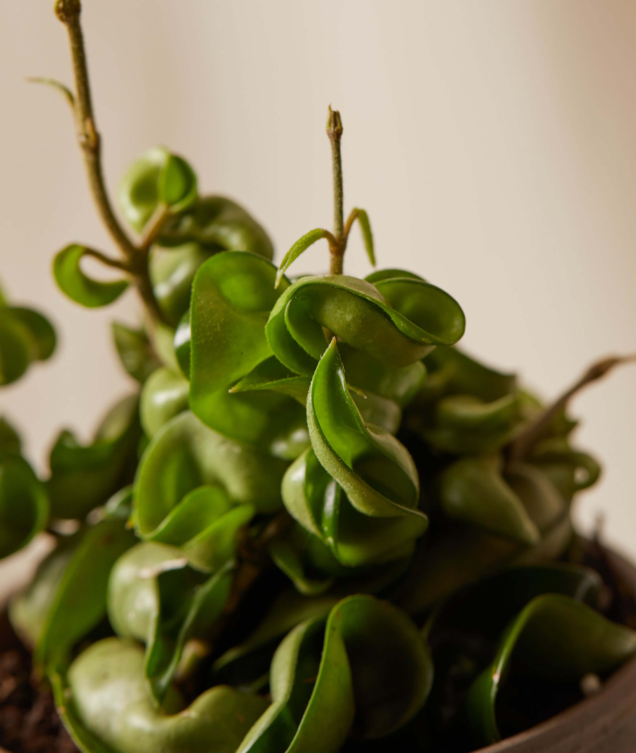 How to Take Care of Wax Plant: Expert Tips for Thriving Greens