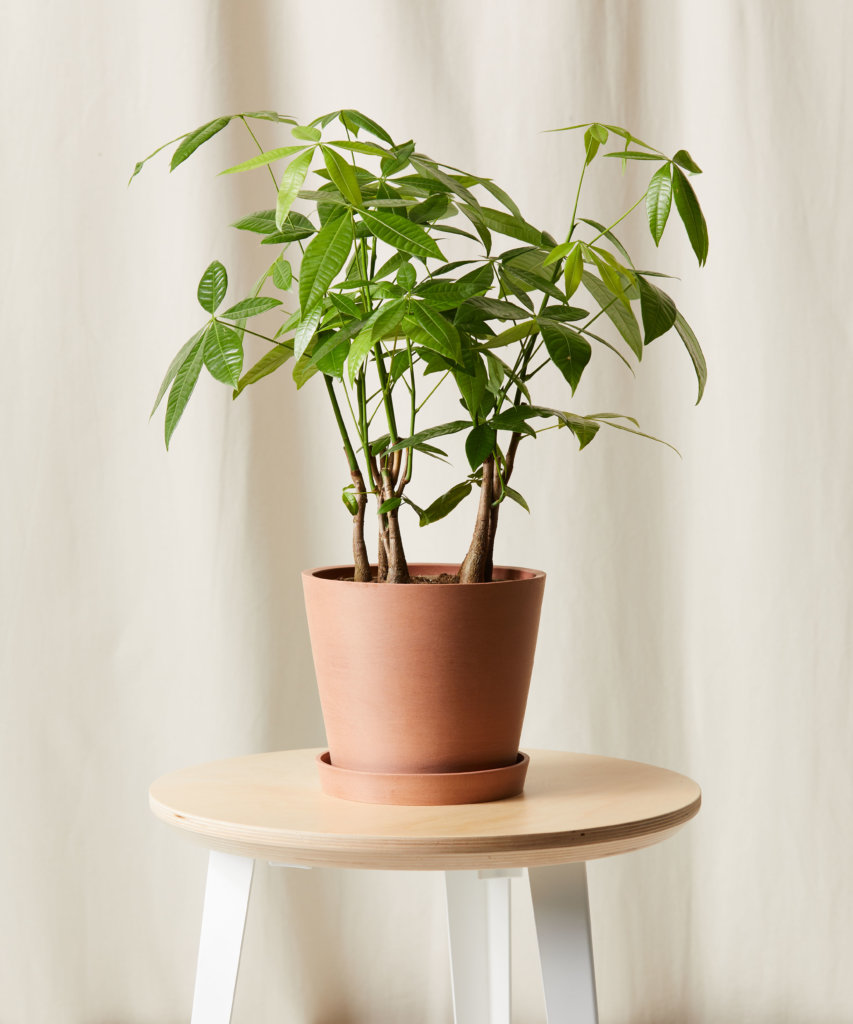 Chinese money on sale tree plant