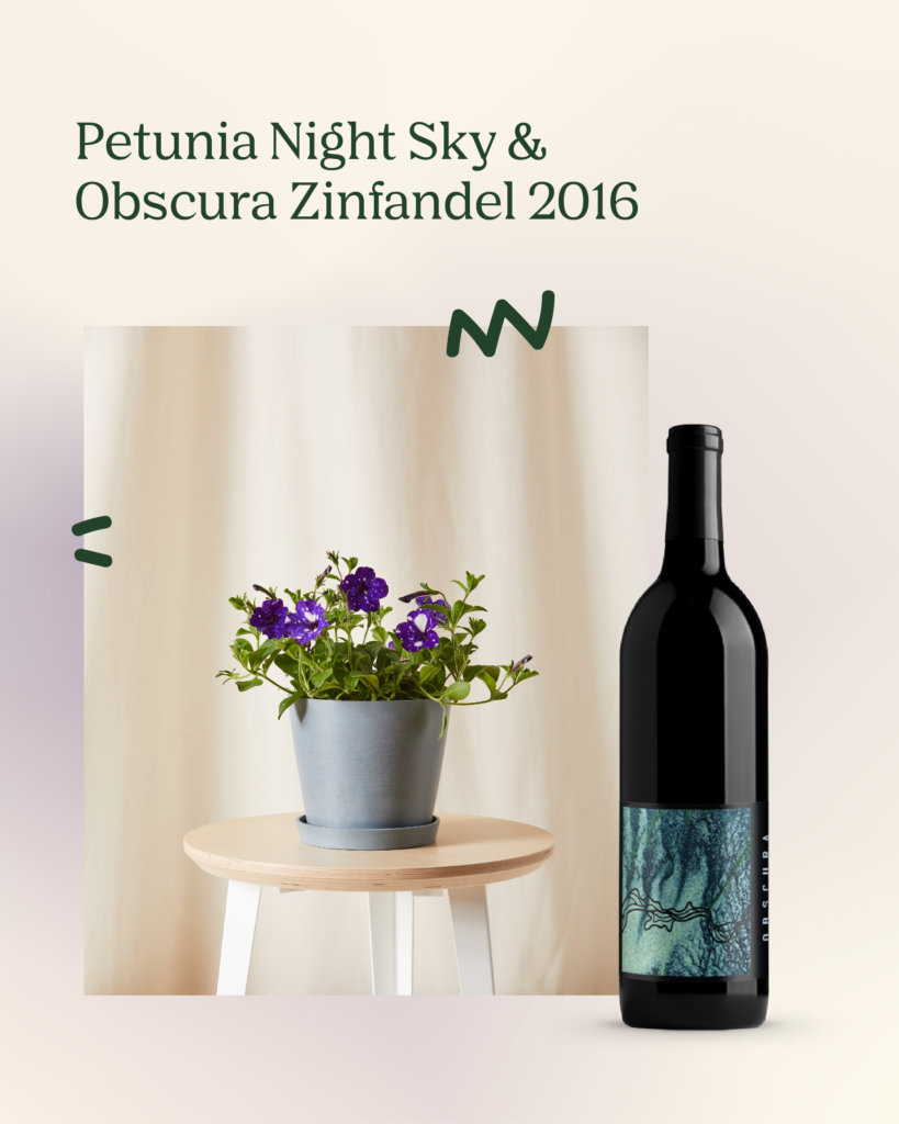Purple Petunia Potted Bloom Kit and Obscura Zinfandel 2016 wine