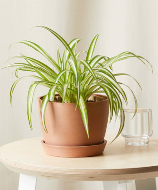 spider plant in sm clay EcoPot