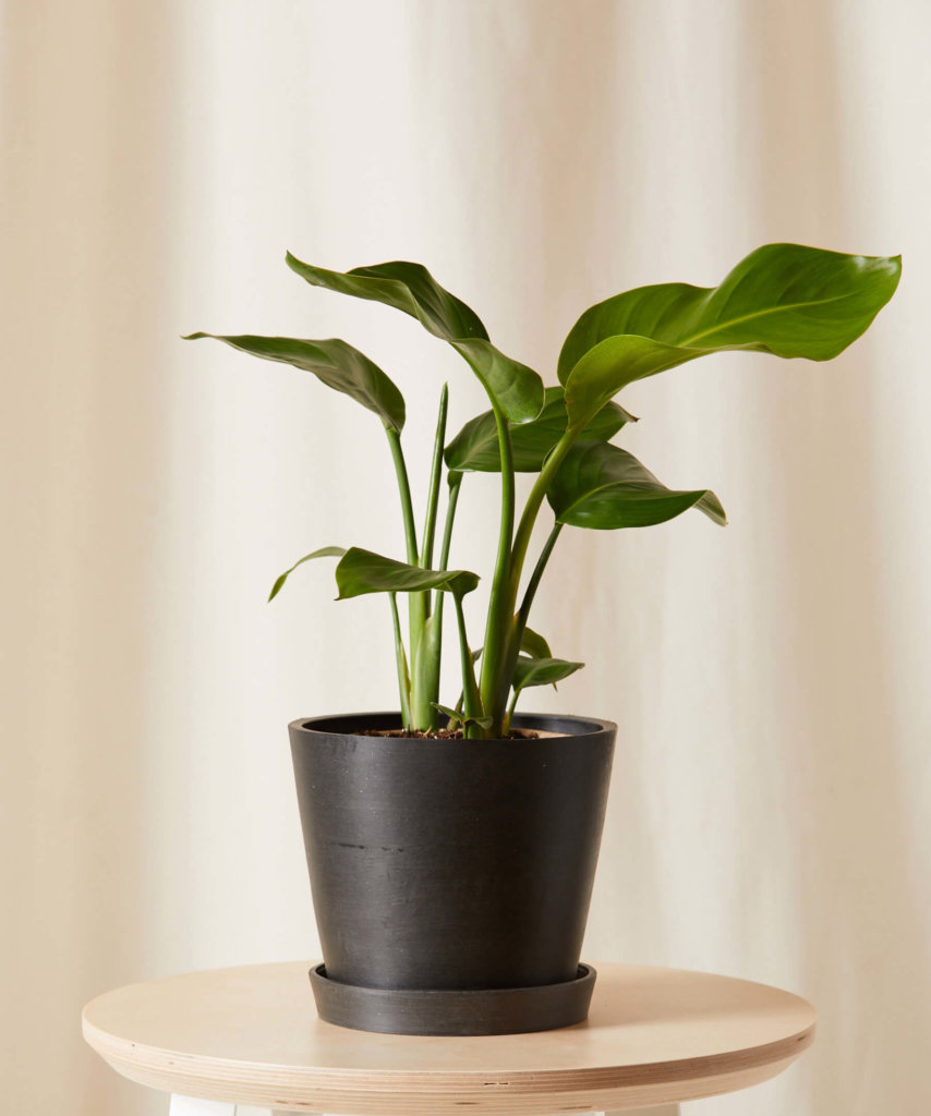 Shop Potted Indoor Houseplants | Bloomscape