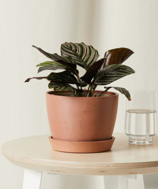 Buy Bloomscape Potted Calathea Pinstripe