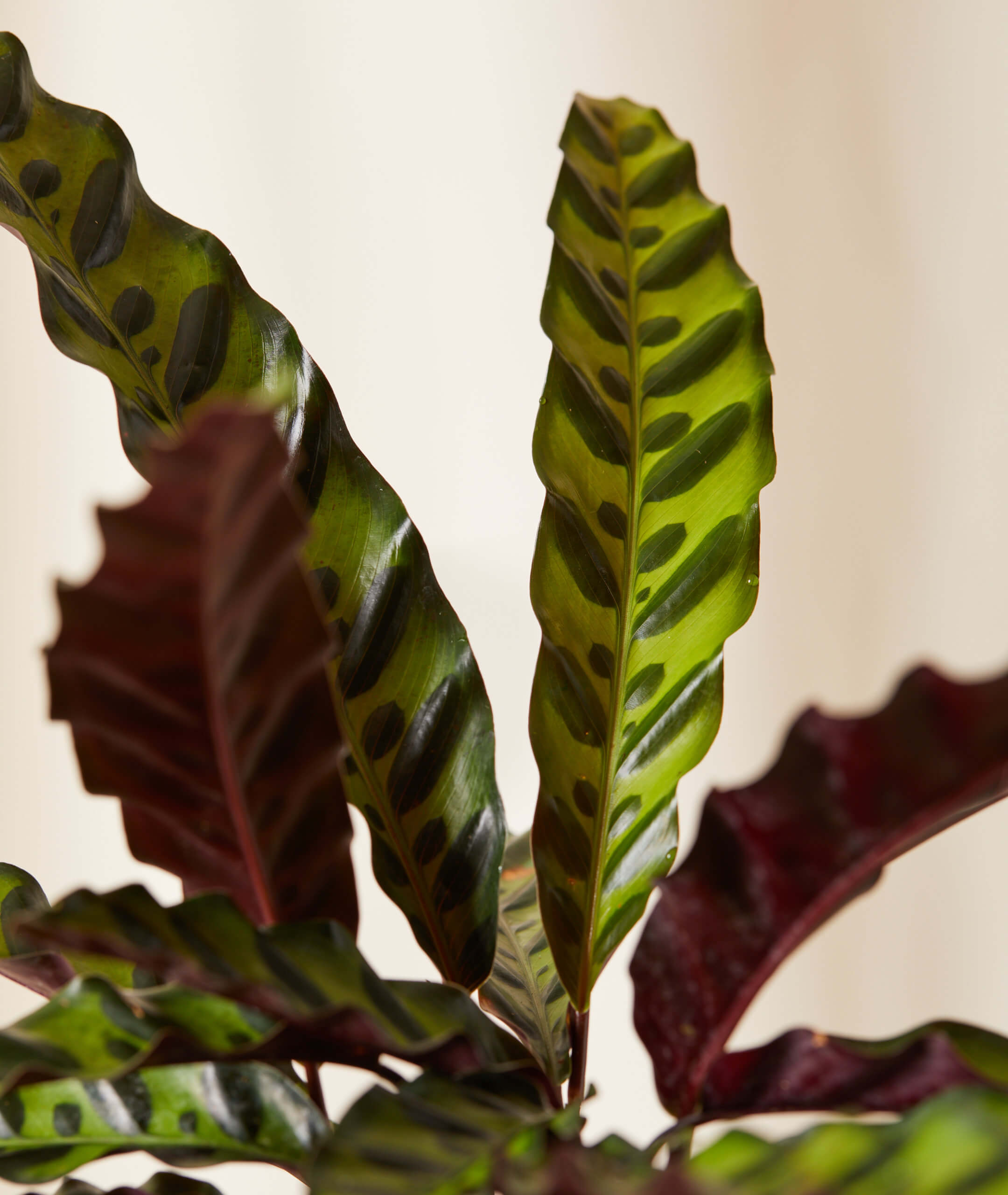 Buy a Medium Potted Calathea Rattlesnake Indoor Plant Bloomscape