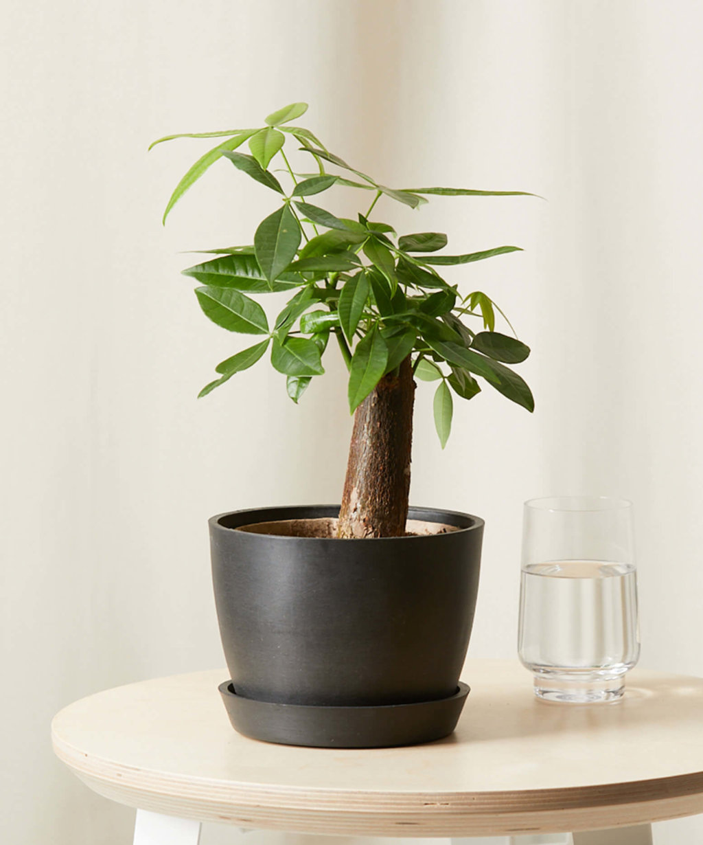 Buy Large Potted Money Tree Indoor Plant | Bloomscape