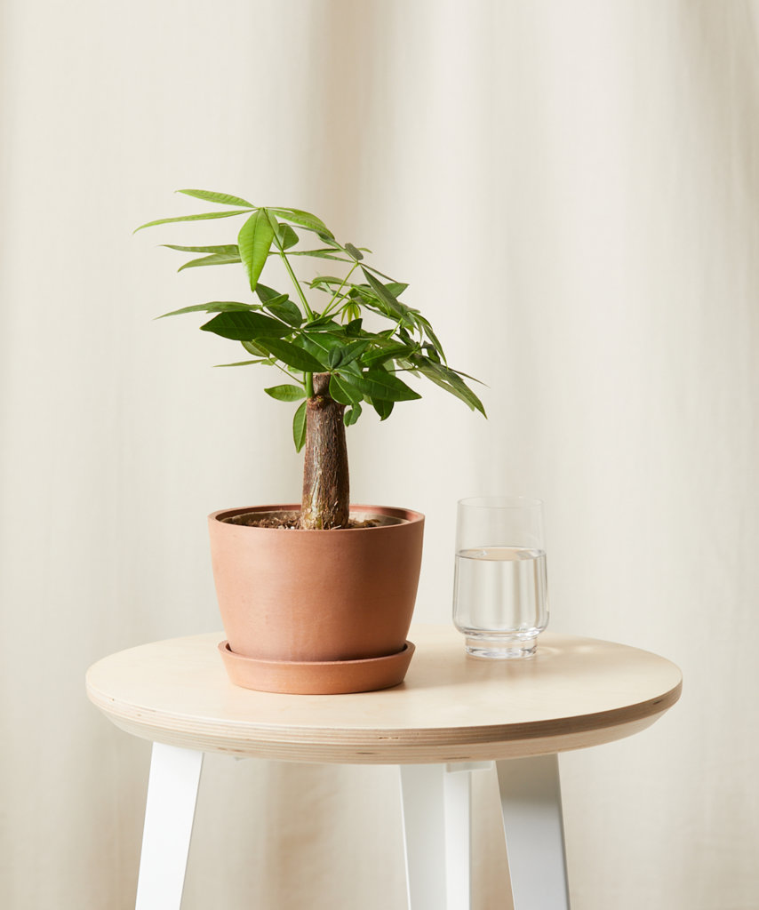 Money Tree 101: How to Care for Money Trees | Bloomscape
