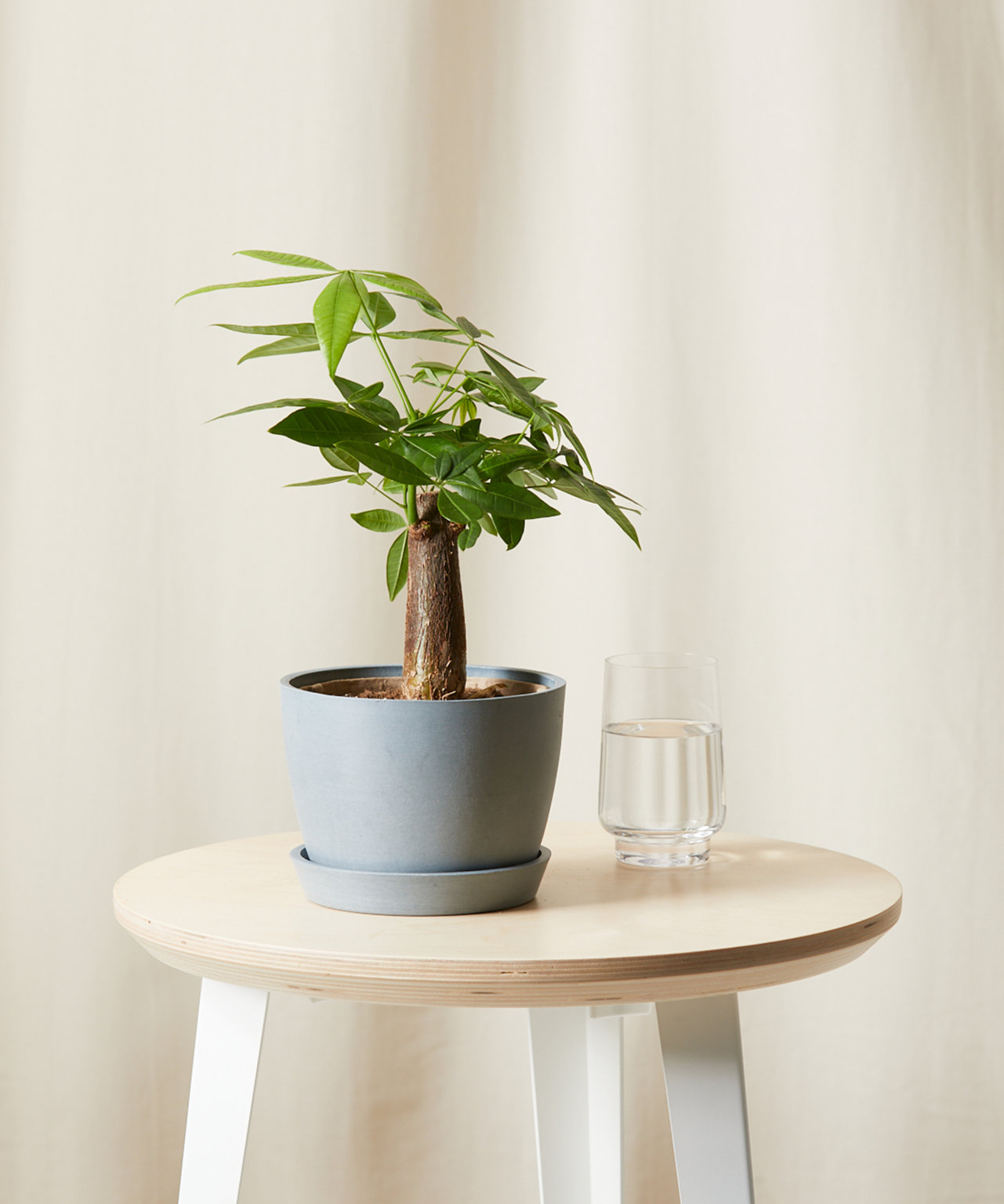 Money Tree 101: How to Care for Money Trees | Bloomscape