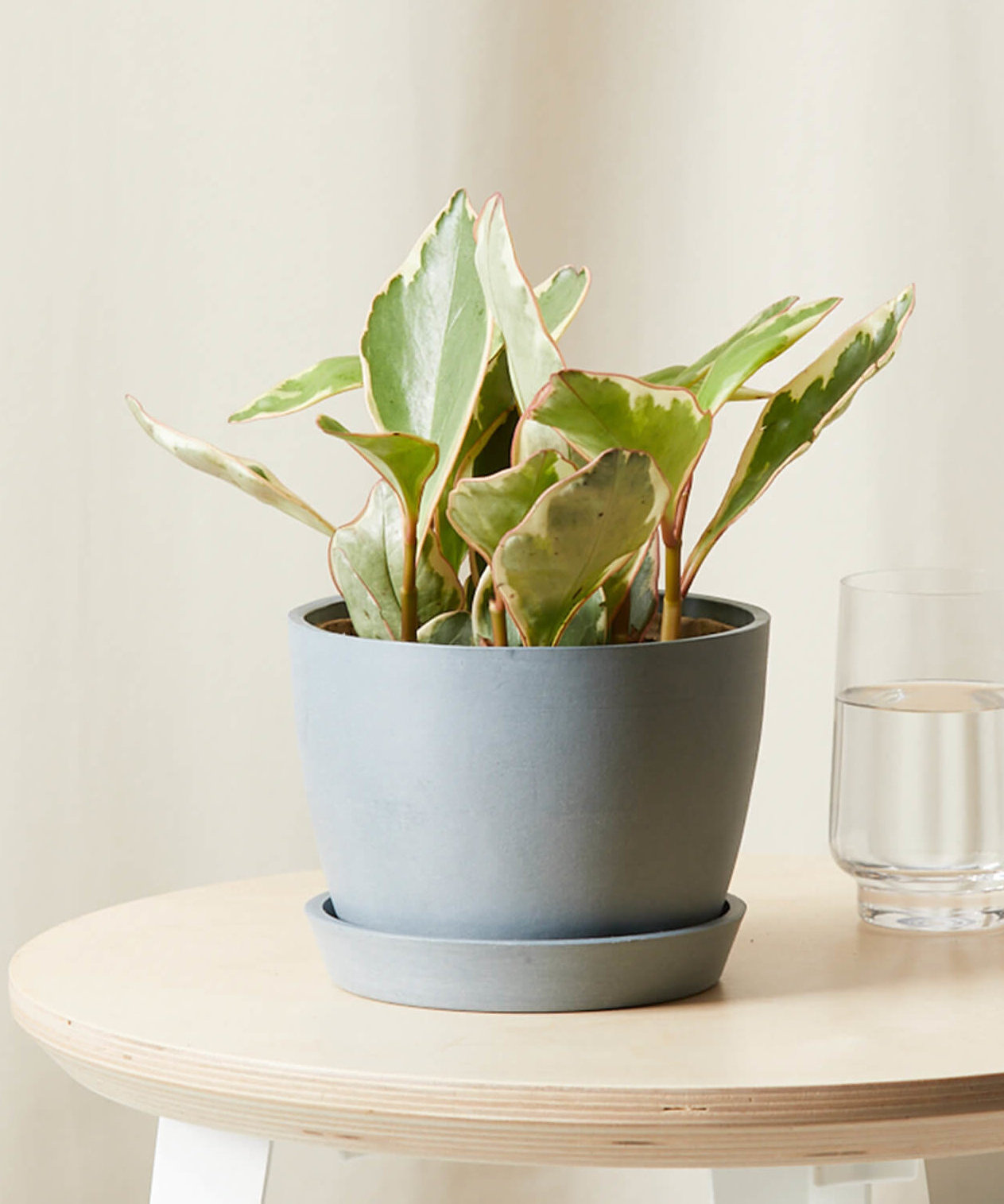 Peperomia Ginny