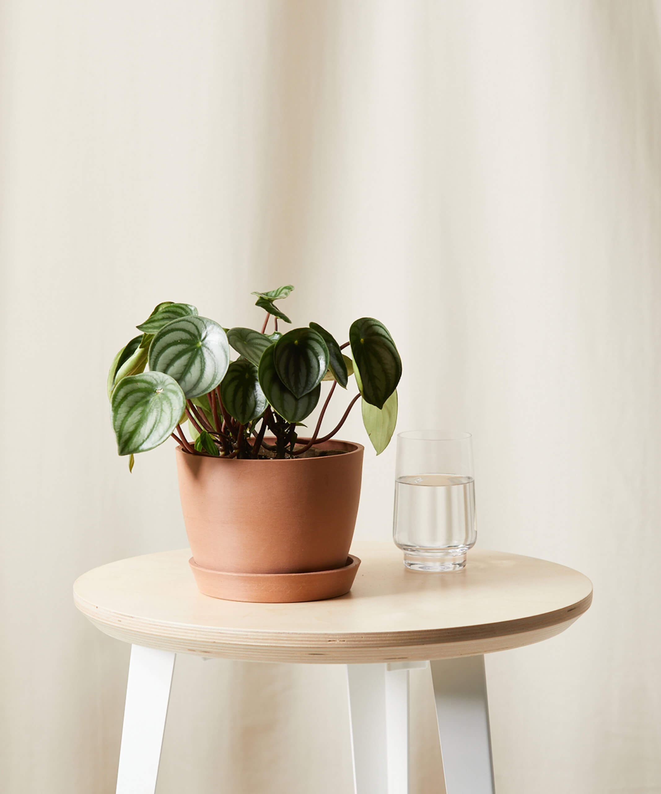 Peperomia Watermelon