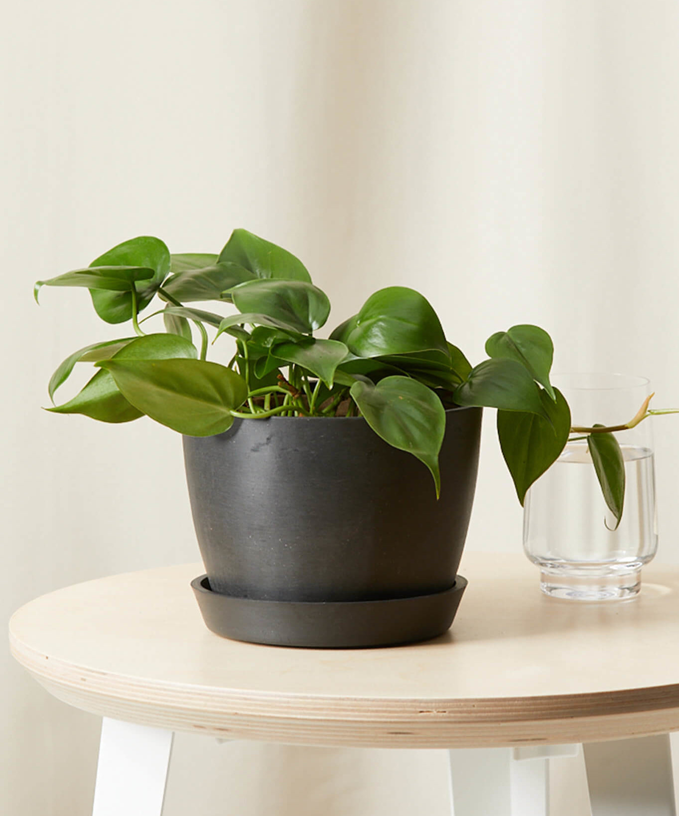 Buy Potted Philodendron Heartleaf Indoor Houseplant Bloomscape Buy Potted Philodendron Heartleaf Indoor Houseplant Bloomscape