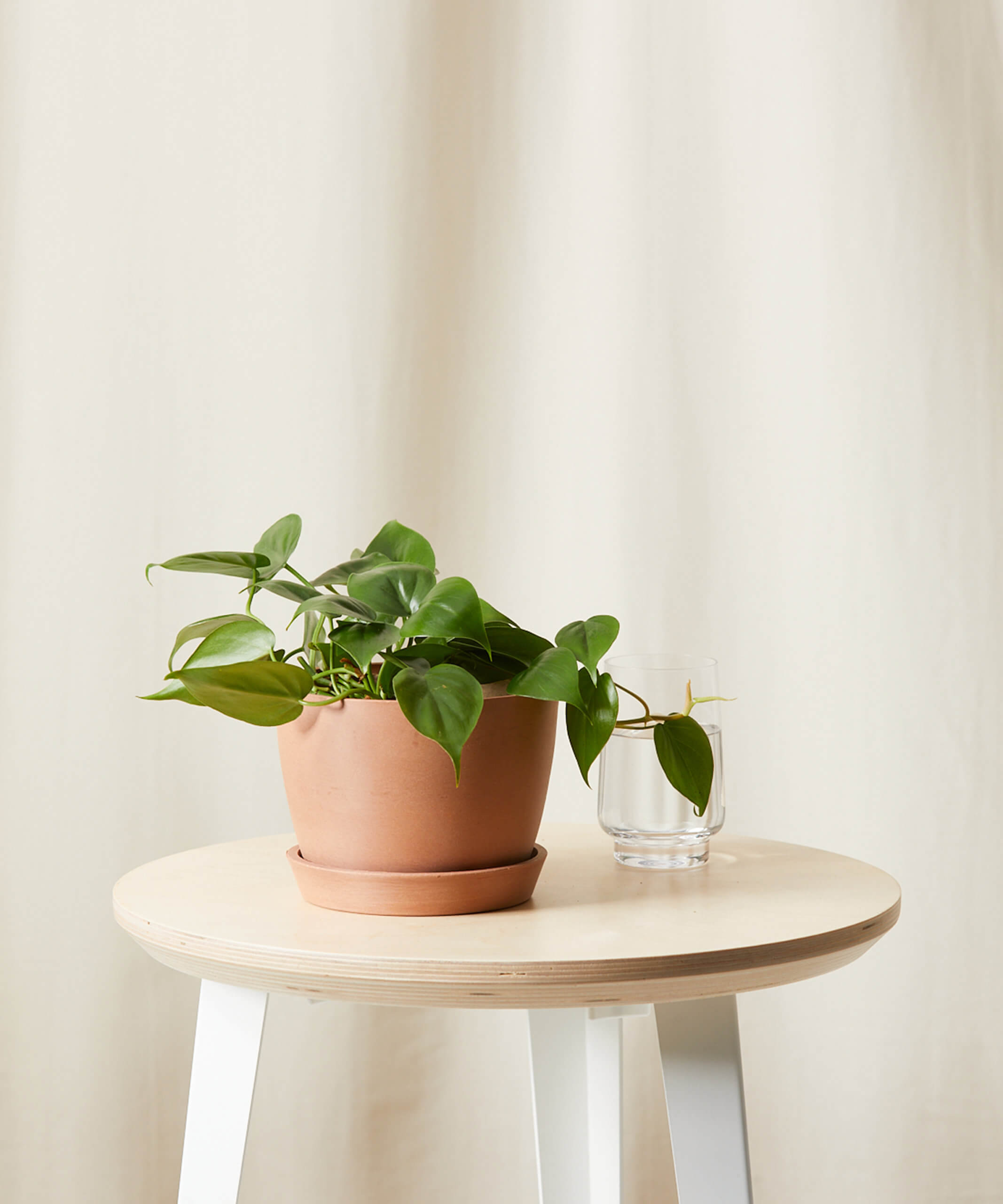 Philodendron Heartleaf - Thumbnail 3