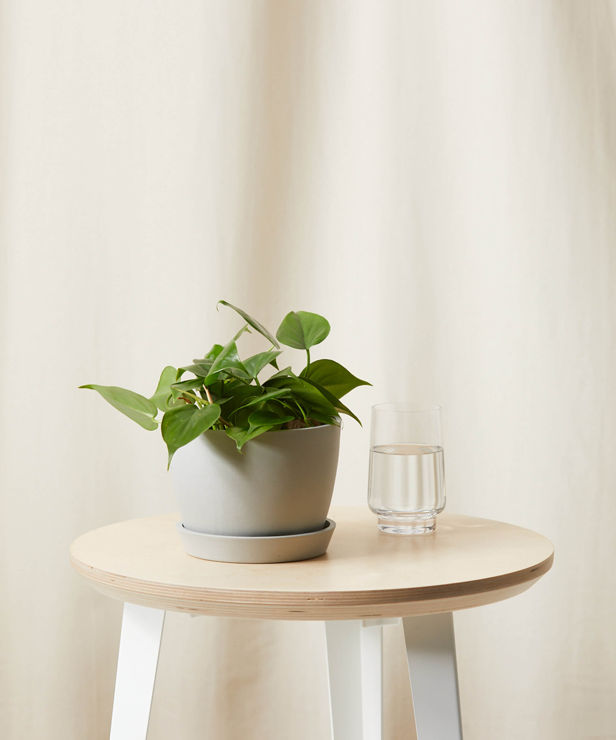 Buy Potted Philodendron Heartleaf, Indoor Houseplant Bloomscape