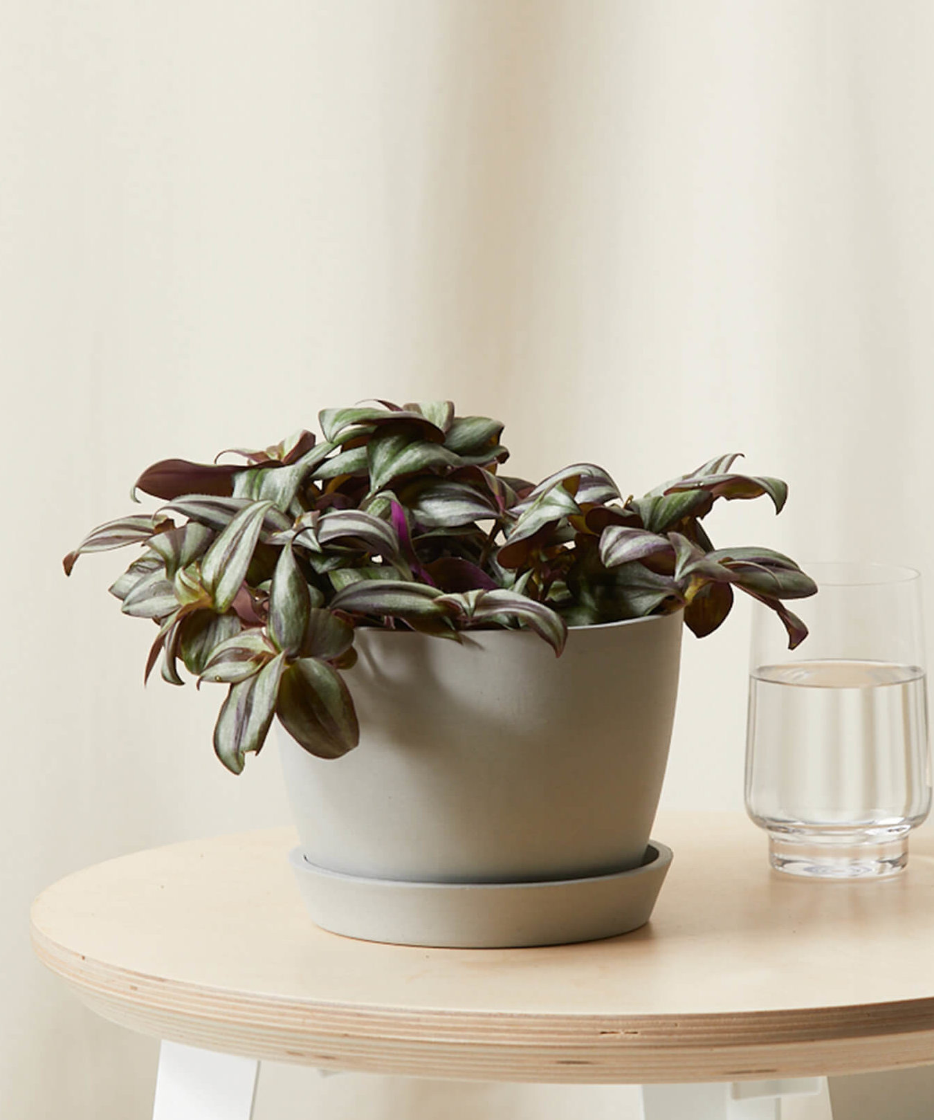 bloomscape_tradescantia-zebrina_stone_0626