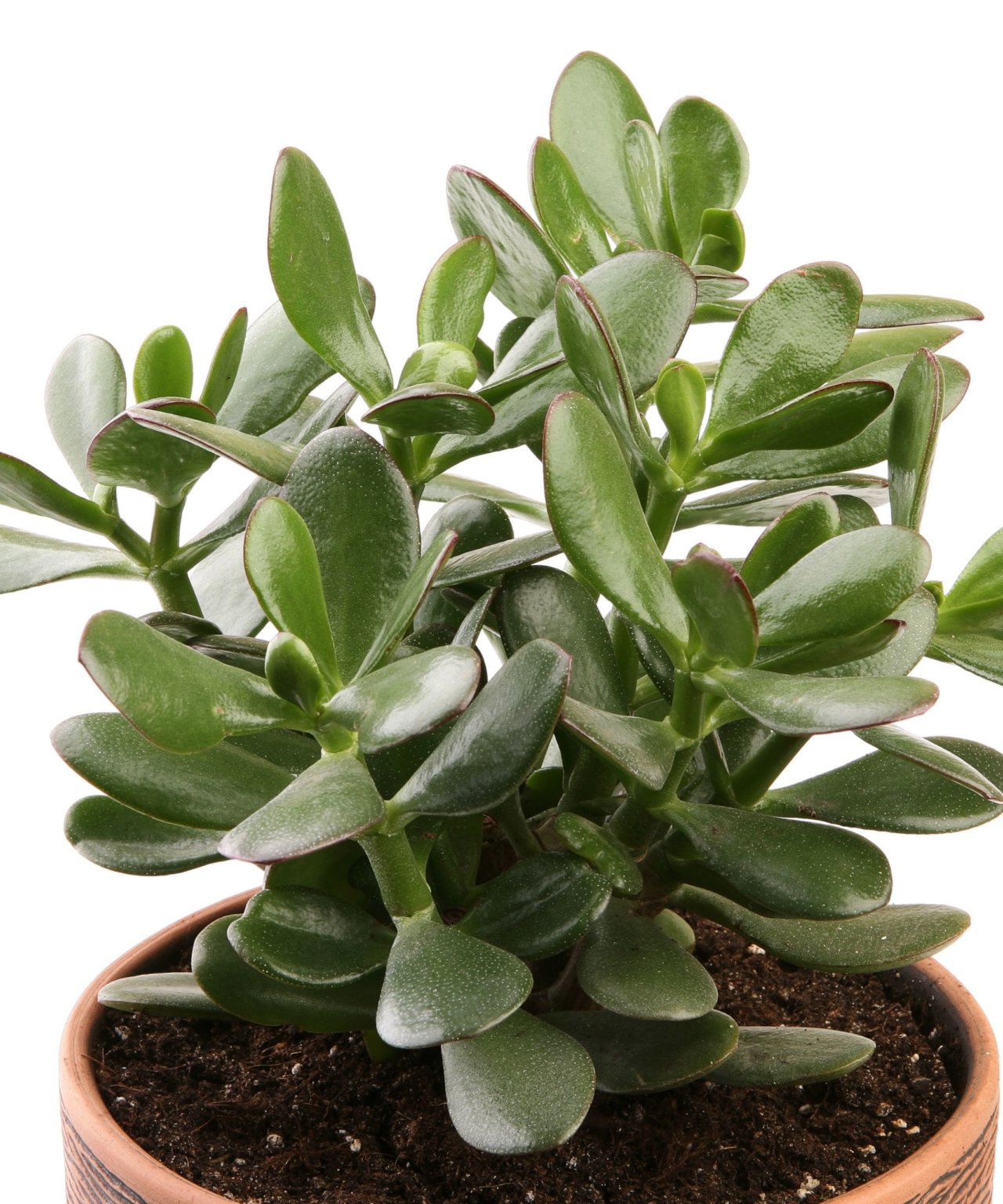 Best Year-Round Indoor Plants: Hardy, Low-Maintenance Greenery - Bloomscape