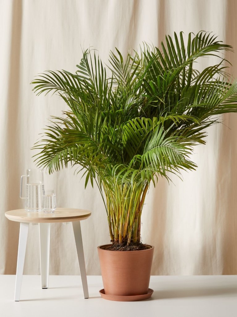 Bloomscape Areca Palm potted in Clay Ecopots planter next to table