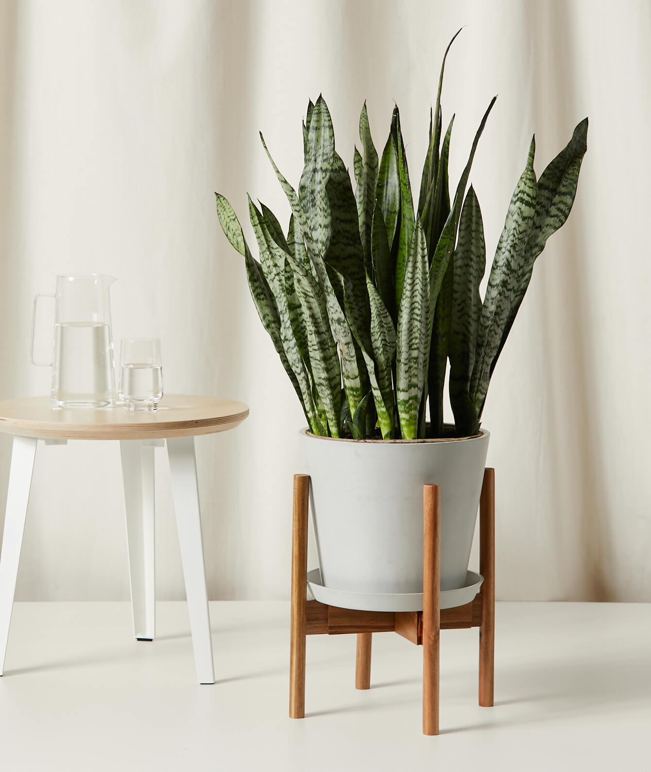 bloomscape_adjustable-plant-stand_acacia_withplant