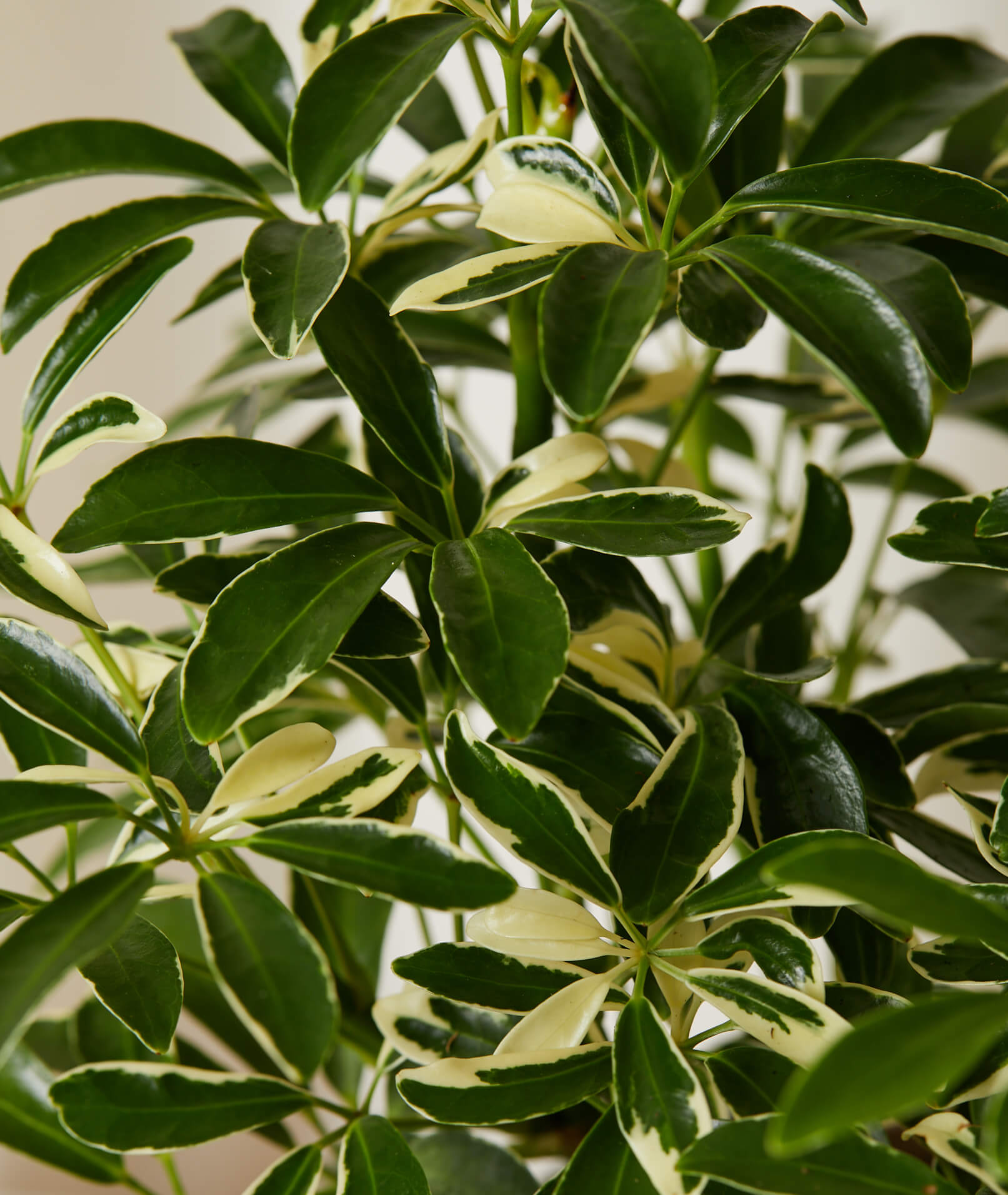 Buy Potted Schefflera Arboricola Indoor Plant Bloomscape