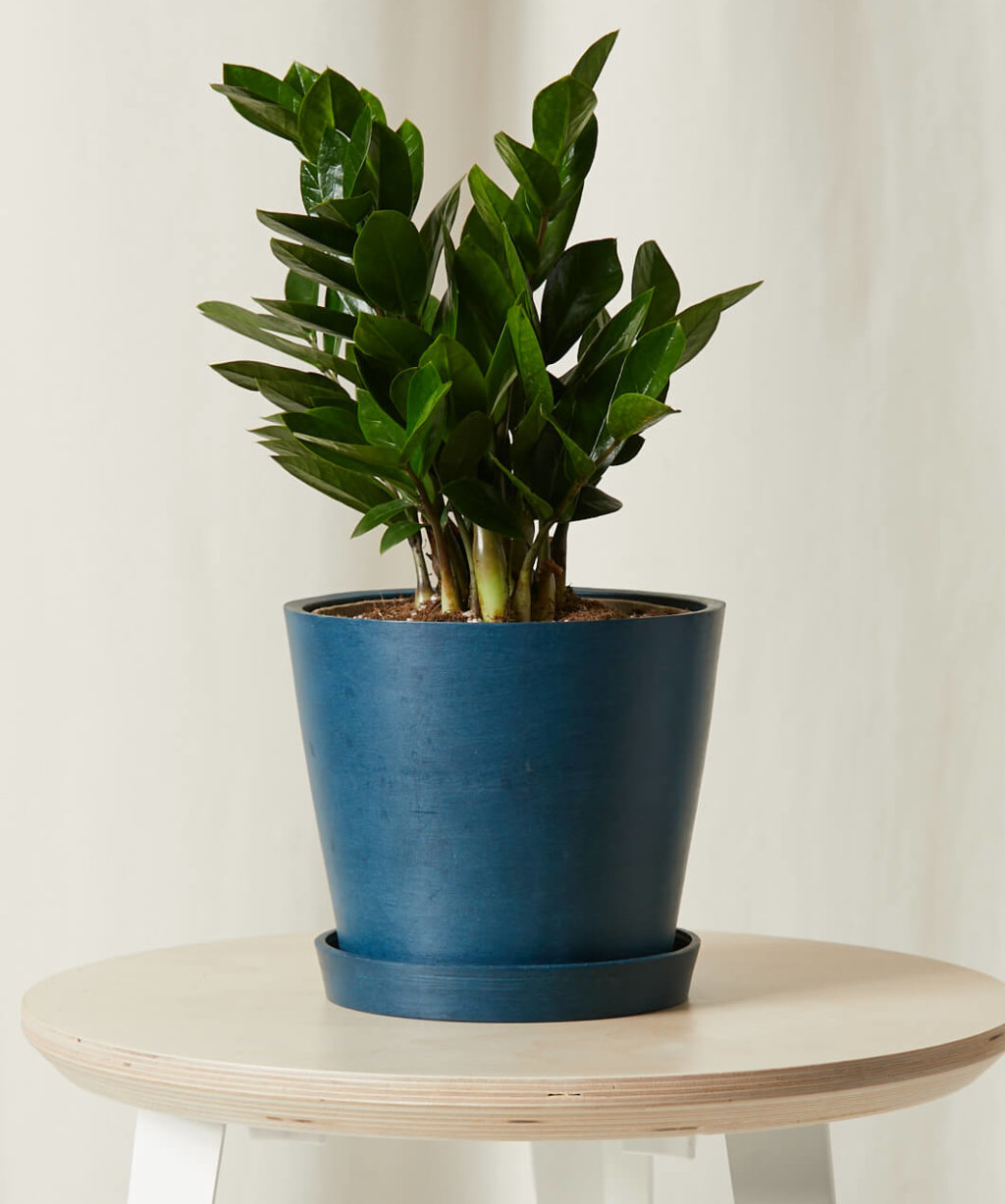 Buy a Potted ZZ Plant | Bloomscape