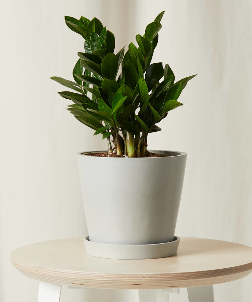 Mini ZZ Plant with thick, glossy green leaves