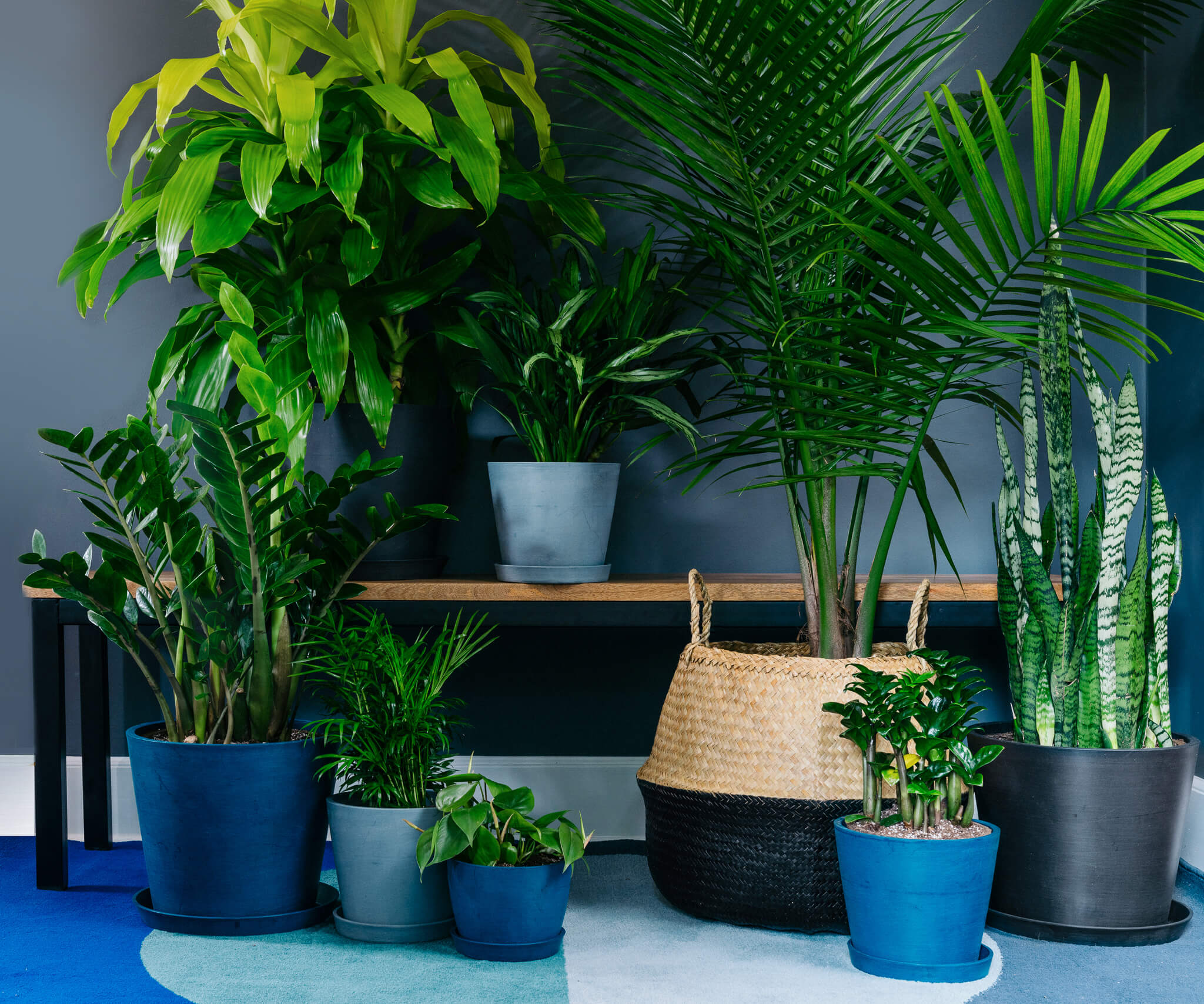 Indoor Plant Lighting 101 | Bloomscape