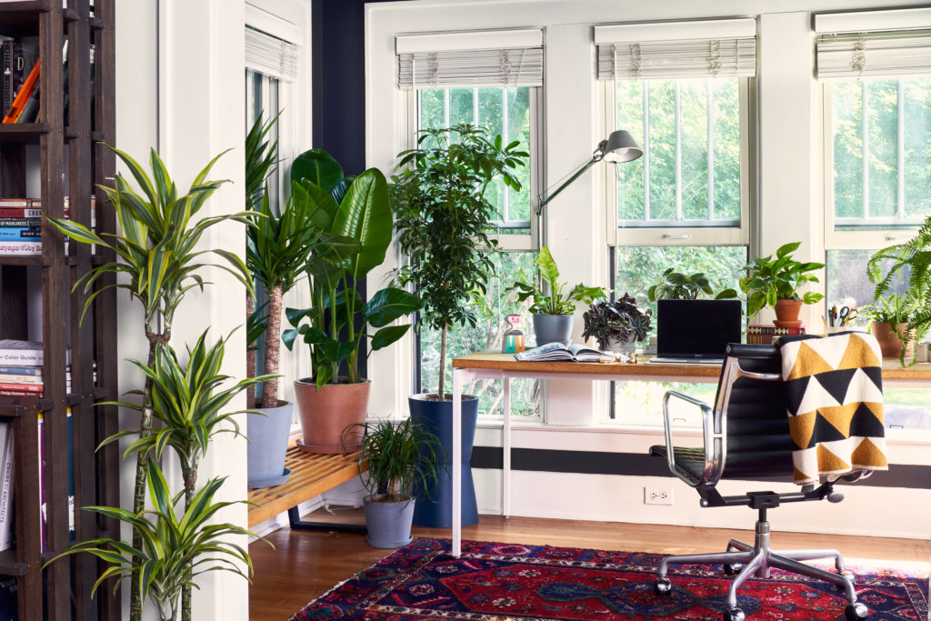 Bloomscape plants in home office with chair in front of desk