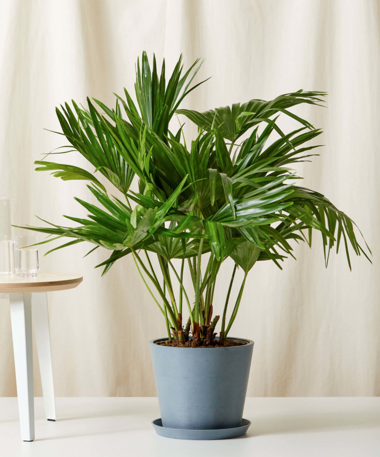 Buy Potted Chinese Fan Palm Indoor Plant | Bloomscape