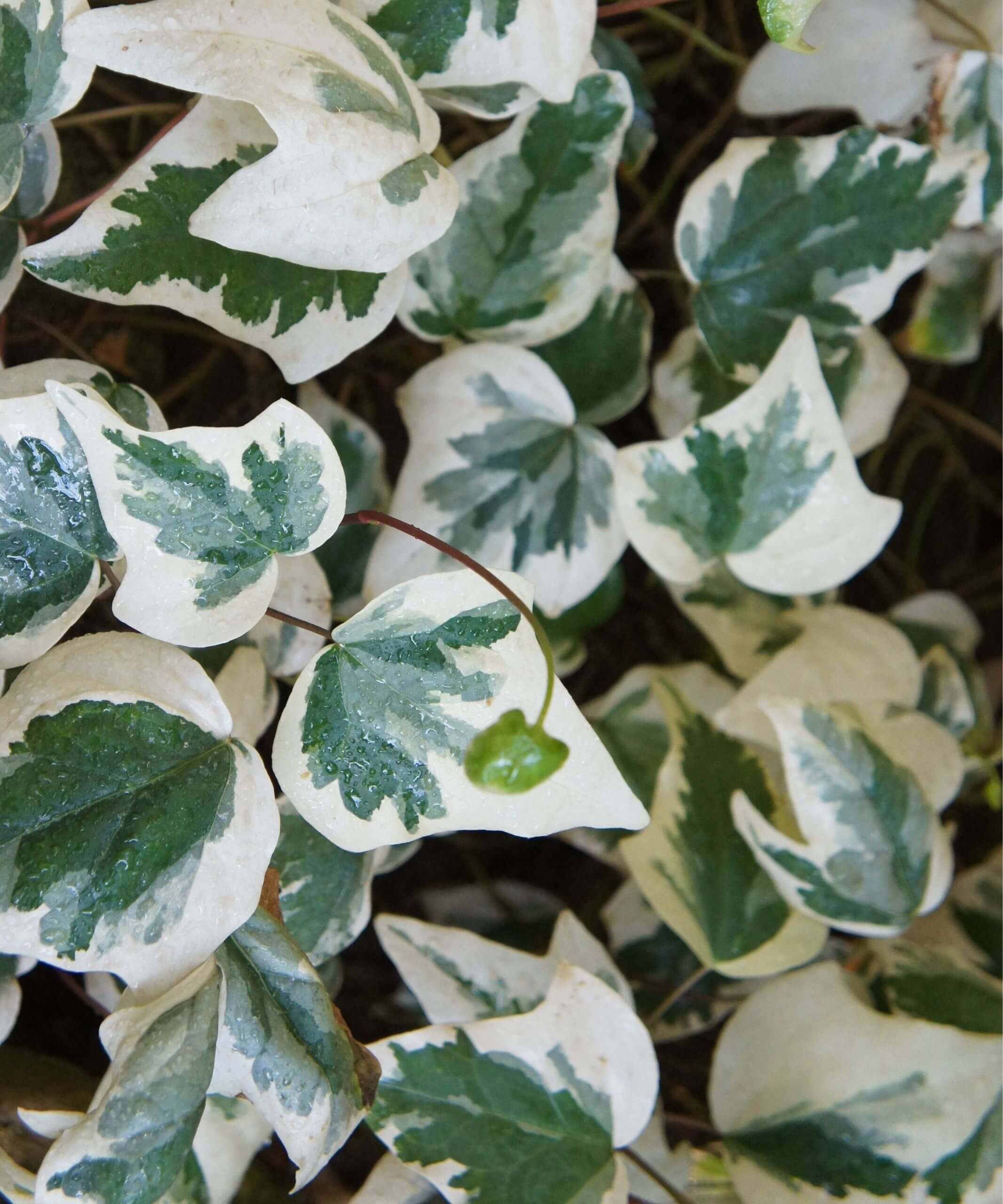 Ivy 101: How to Care for Ivy Plants