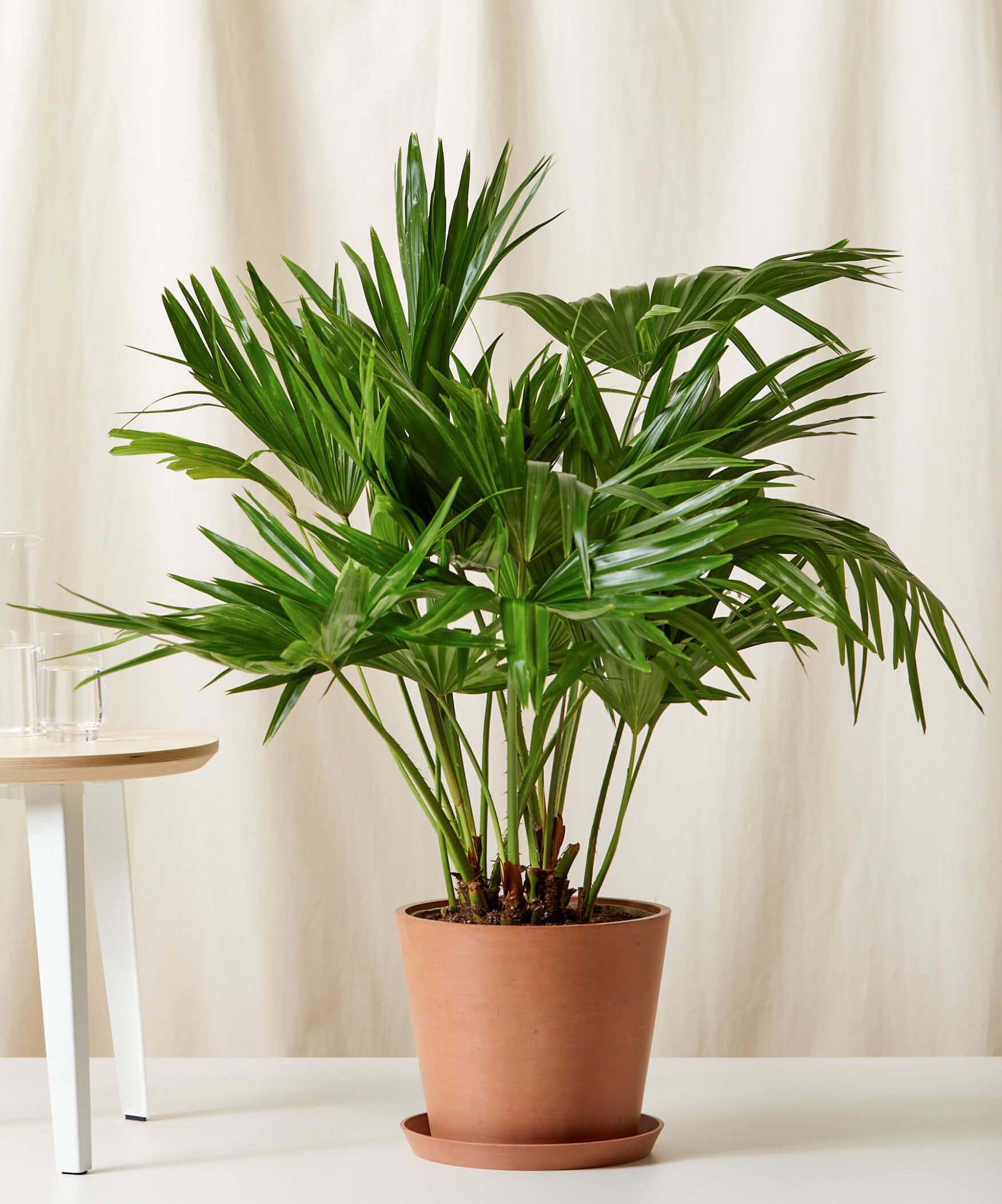 Potted Fan Palm Indoor | Bloomscape