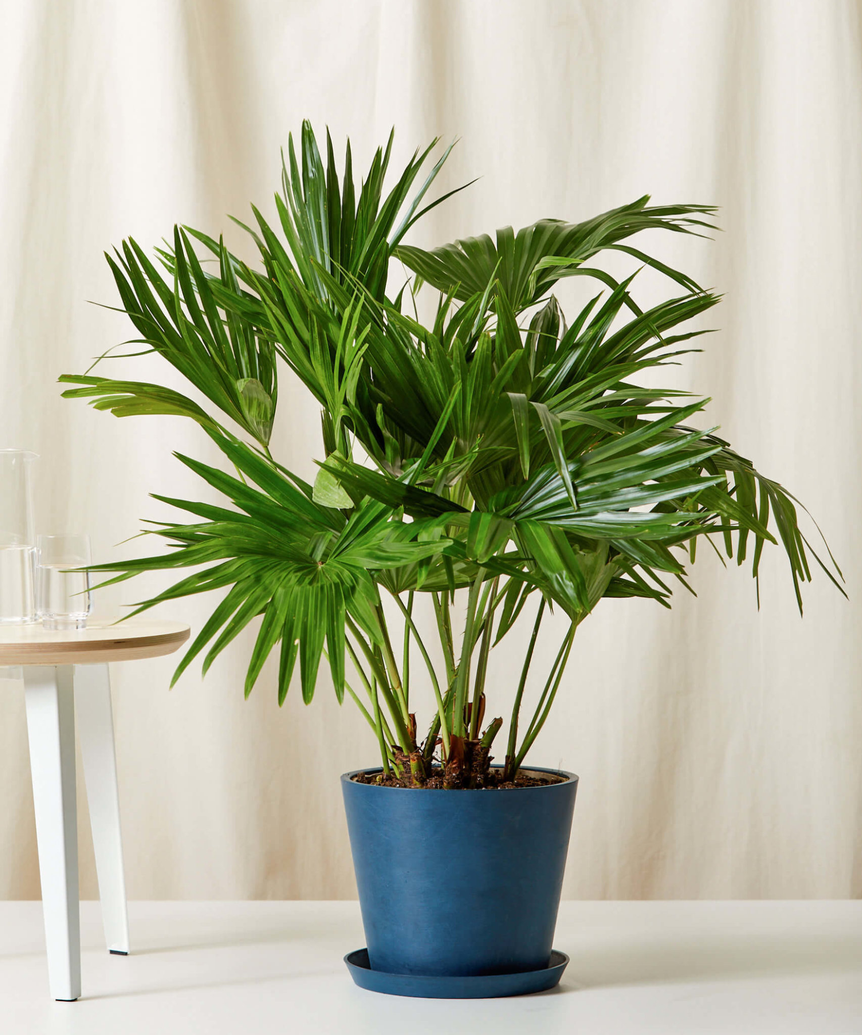 Trending Indoor Plants For 2022 - Bloomscape