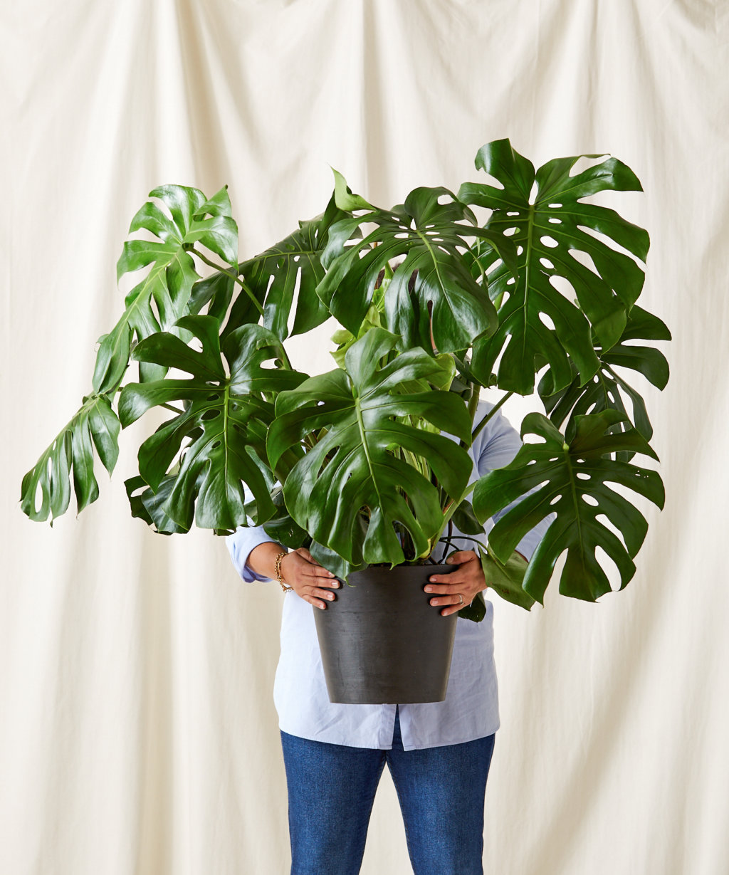 Easiest Houseplants That Anyone Can Grow | Bloomscape