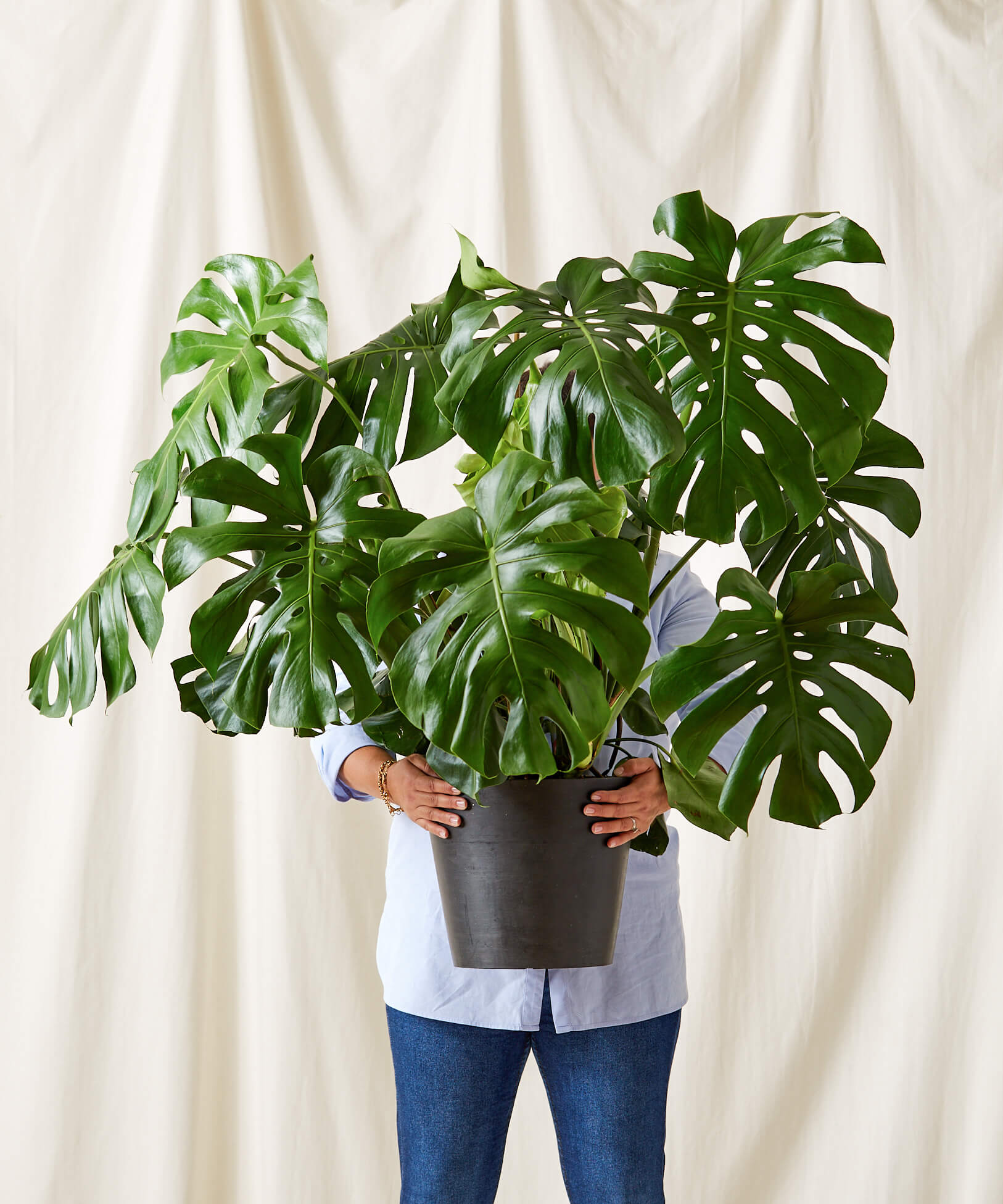 Buy Potted XL Monstera Indoor Plant | Bloomscape