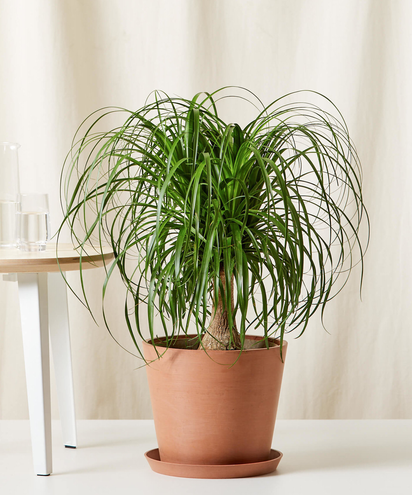 Buy Potted Ponytail Palm Tree Indoor Plant | Bloomscape