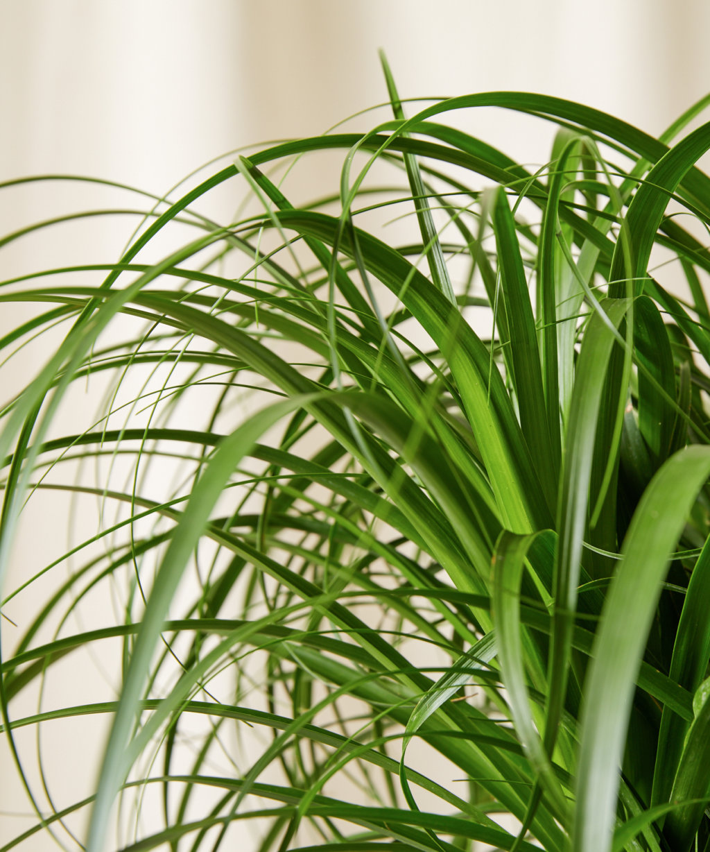 Buy Potted Ponytail Palm Tree Indoor Plant | Bloomscape