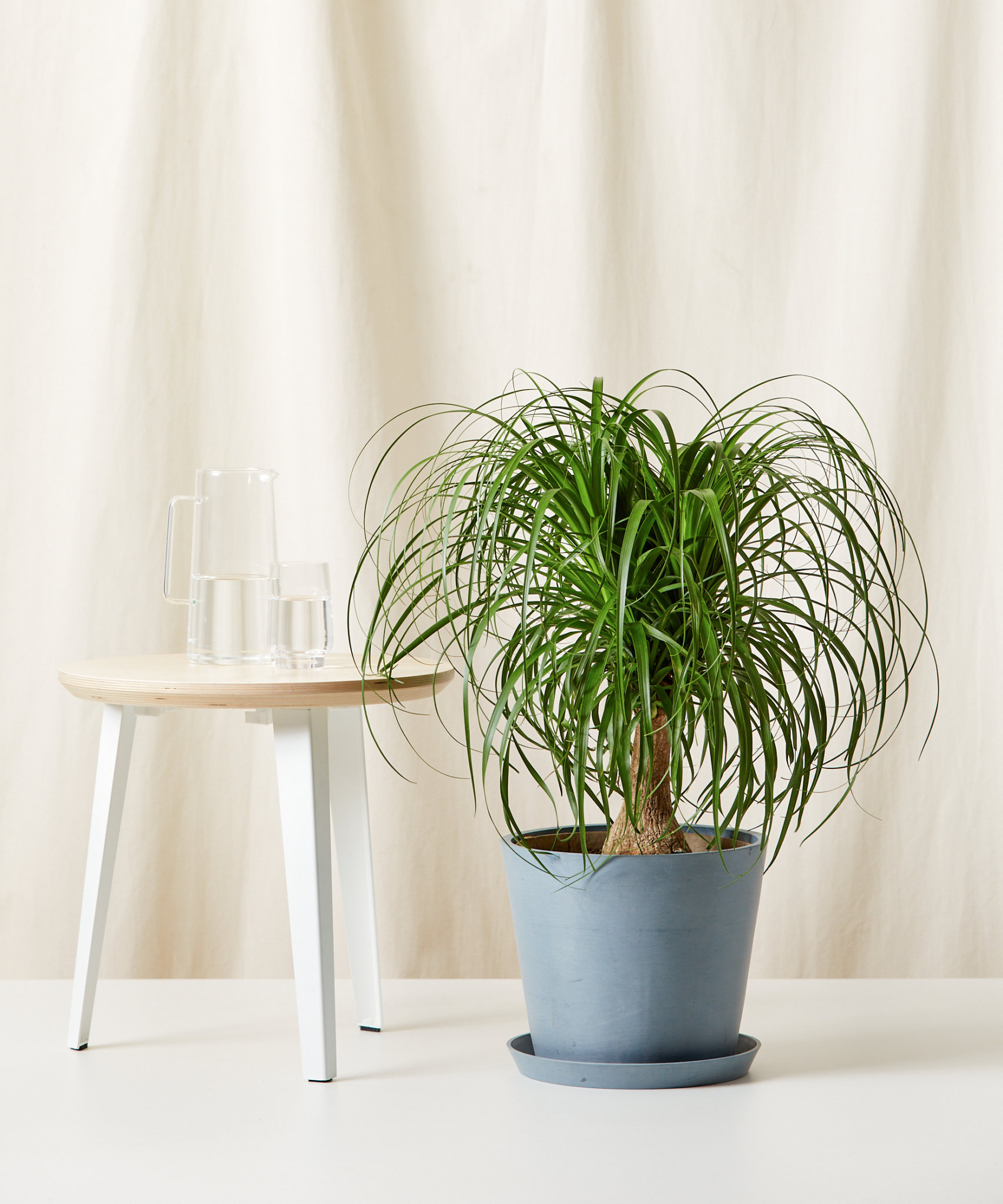 Buy Potted Ponytail Palm Indoor Plant Bloomscape