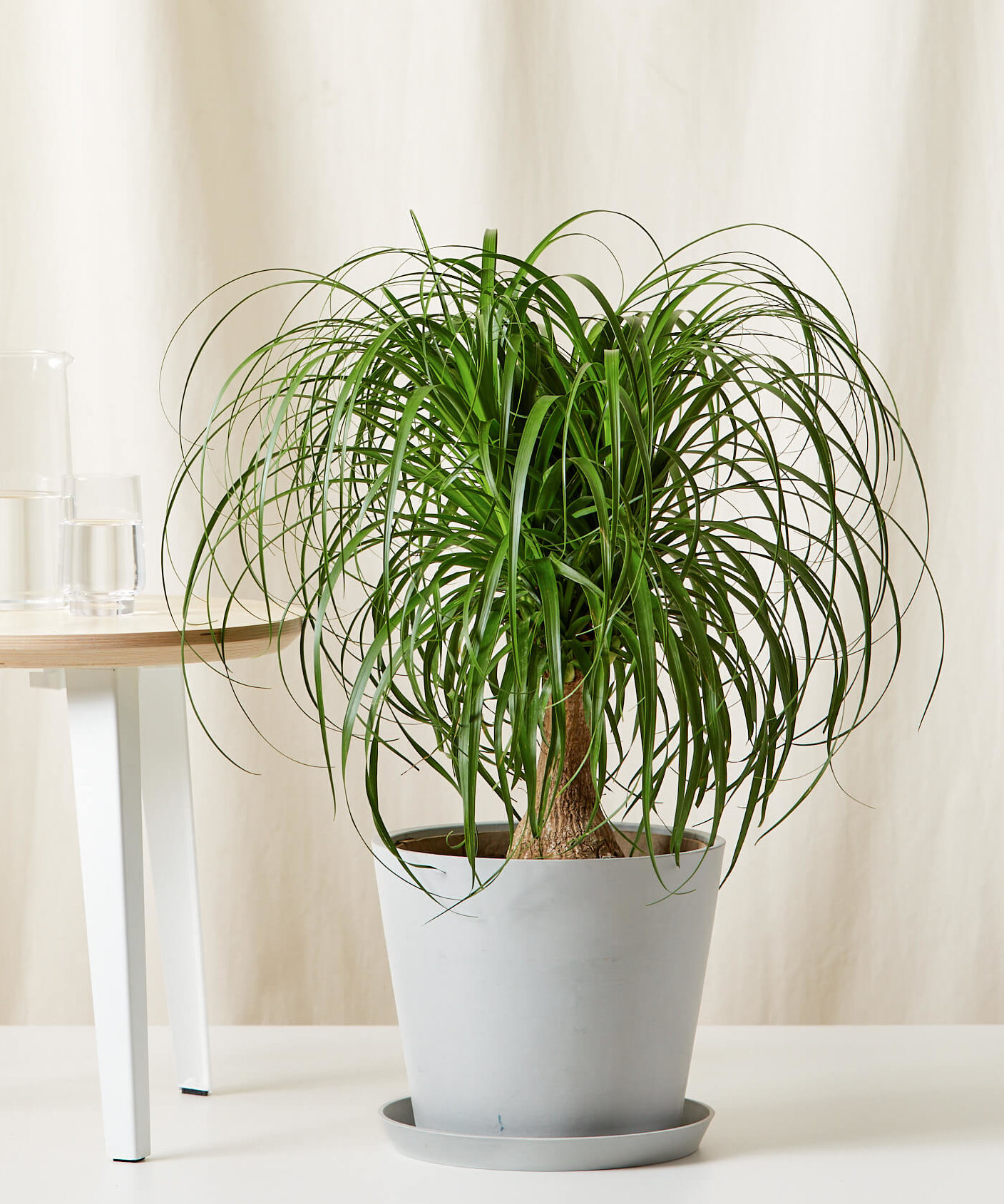 2.5' Ponytail Palm XL | Bloomscape® | Cat Safe Plant | Tall Indoor Potted Plant | Elephant Foot Tree, Bottle Palm Tree | Beaucarnea Recurvata