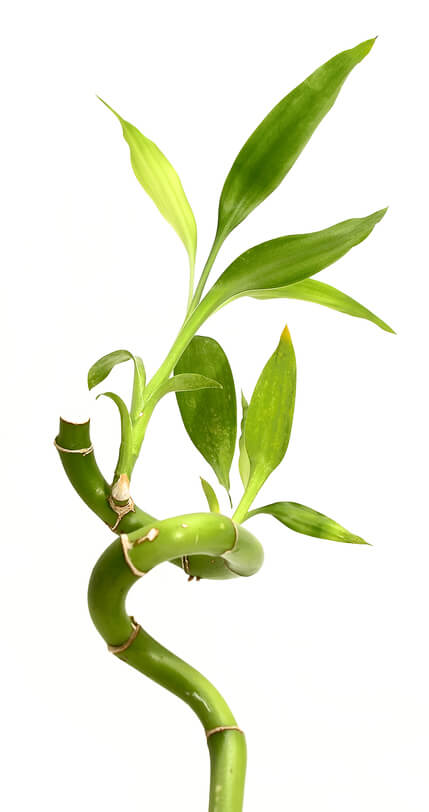 plant image
