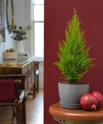 holiday mini lemon cypress