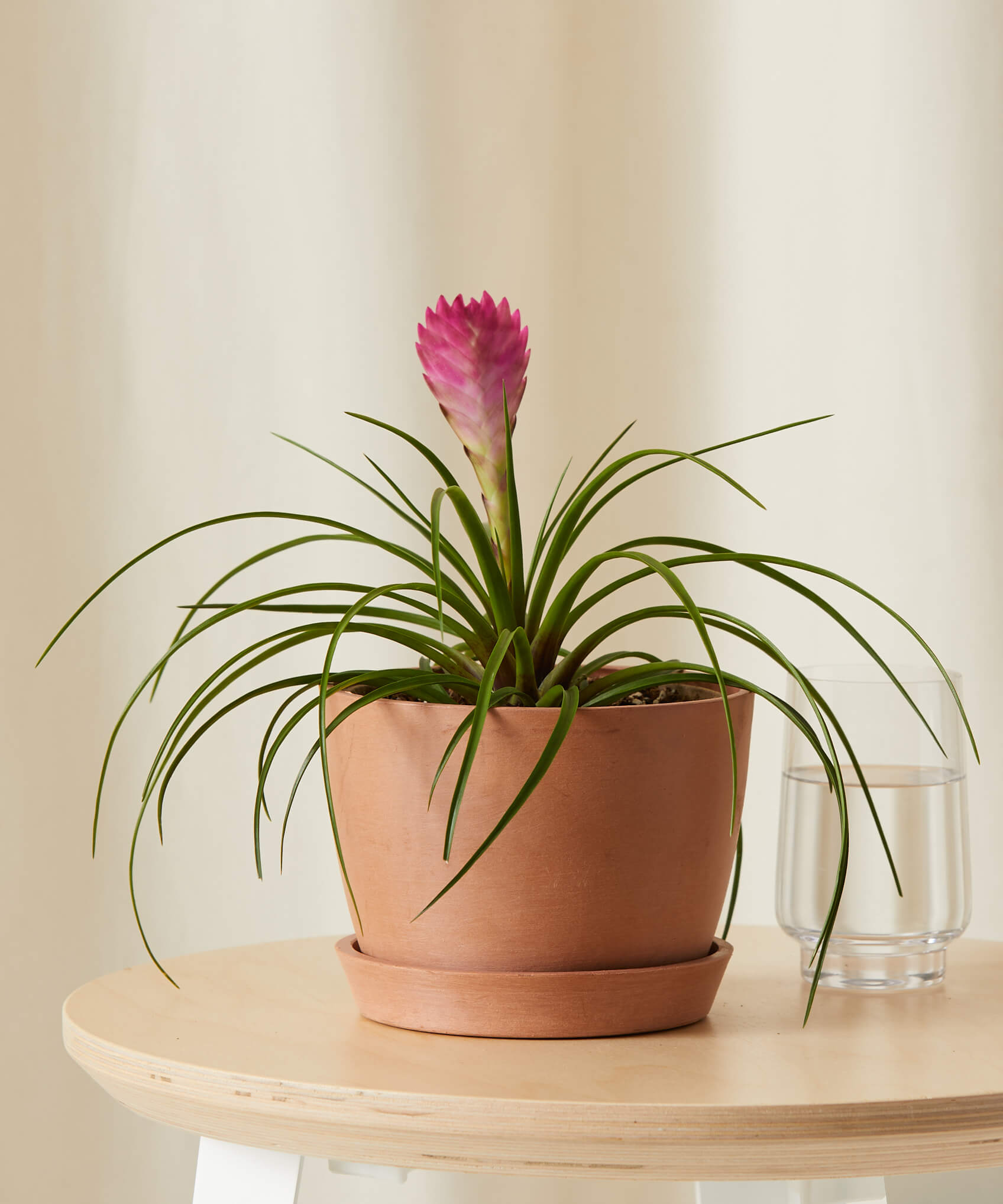 bloomscape_bromeliad-summer_small_clay