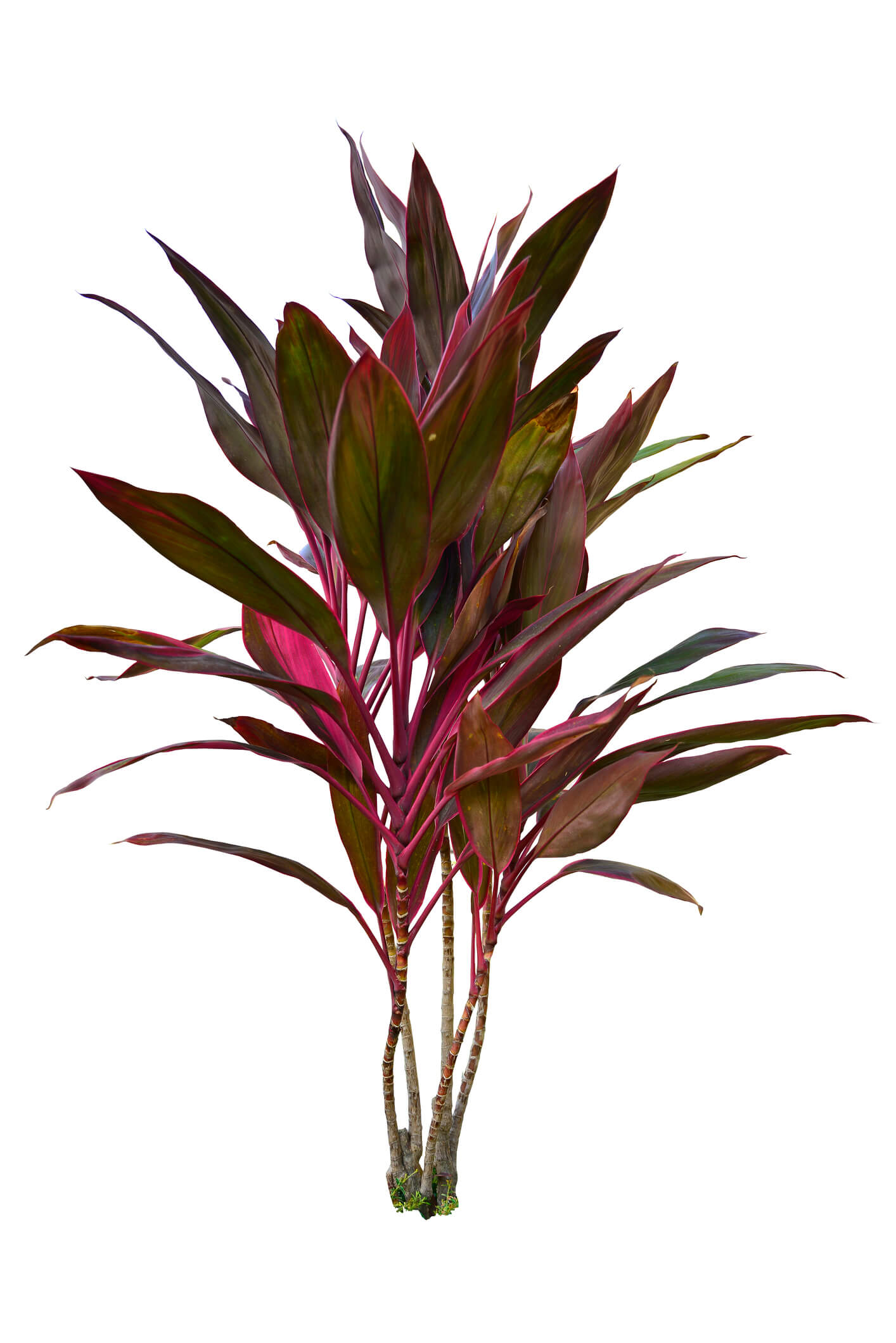 Cordyline