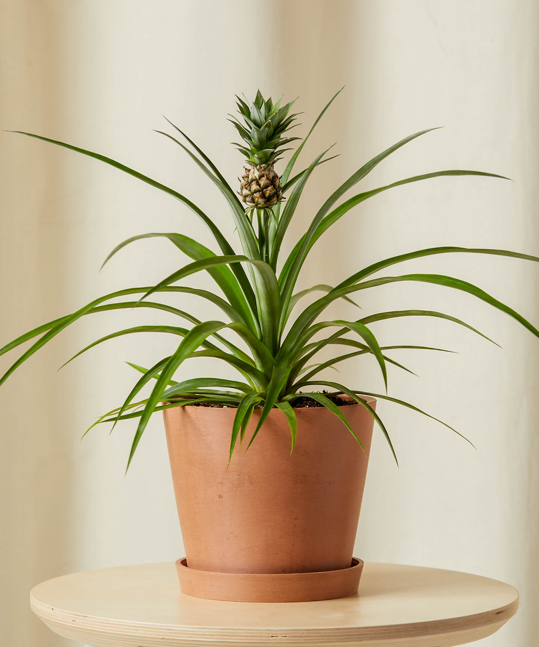 bloomscape_bromeliad-pineapple_medium_clay