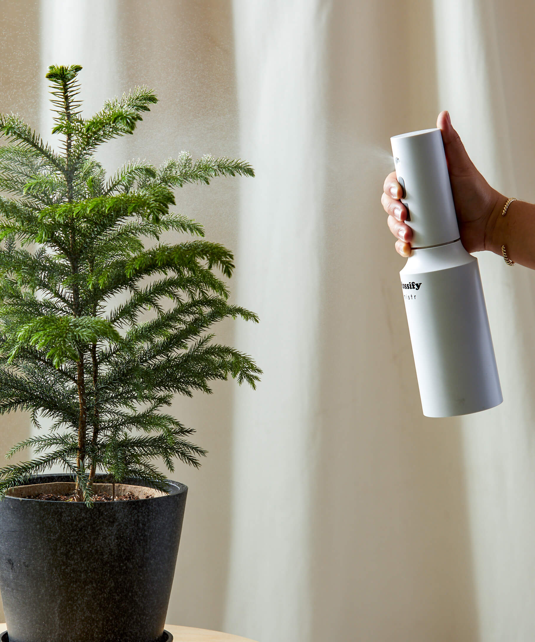 bloomscape_norfolk-pine_medium_mister Mister being used on norfolk pine