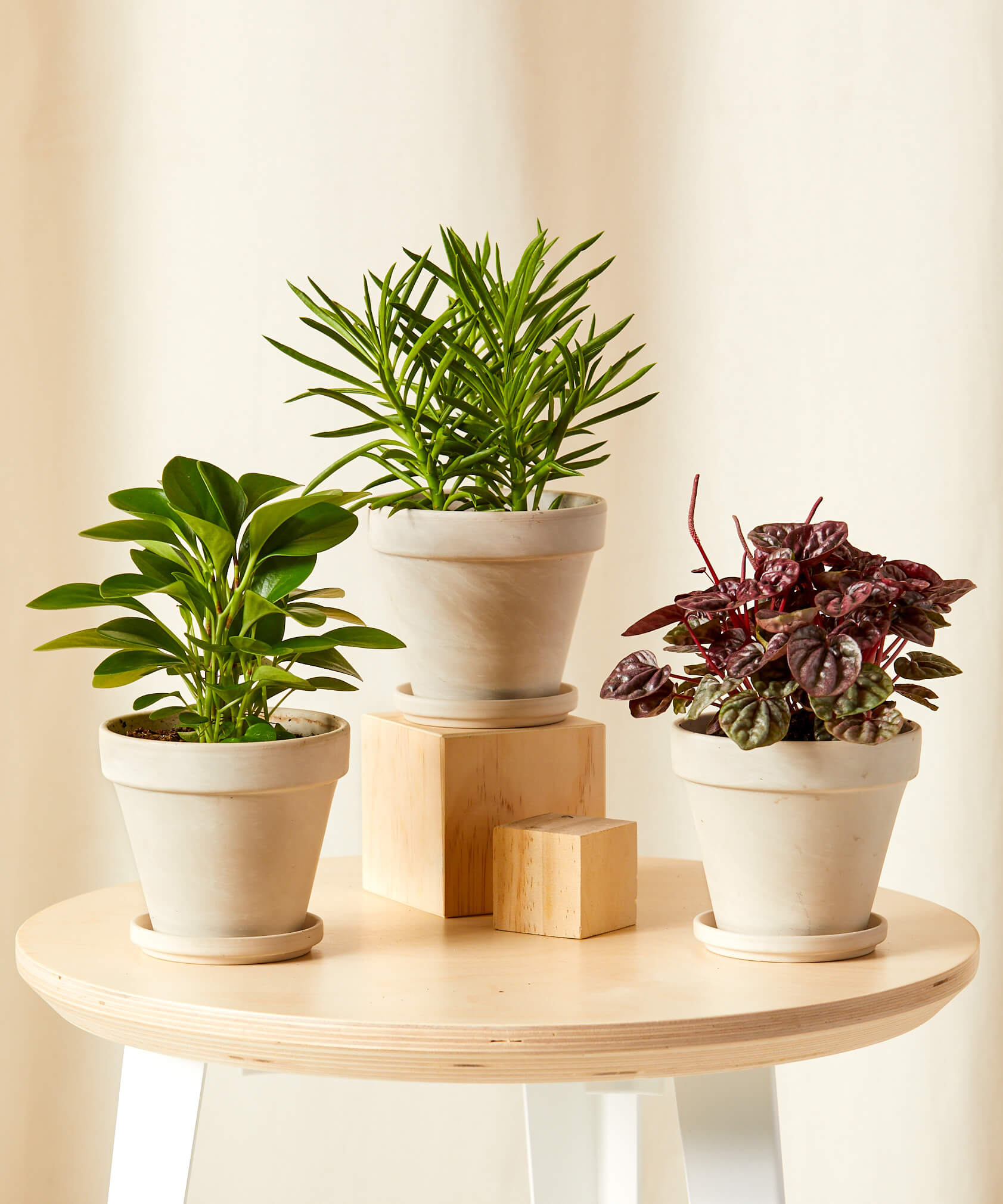 Pet-Peromia Collection