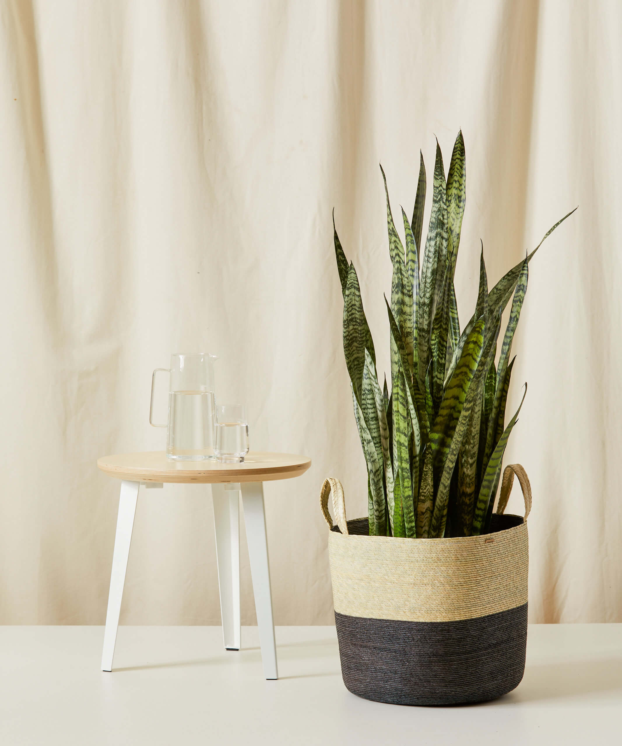 bloomscape_woven-basket_large_carbon_sansevieria_large