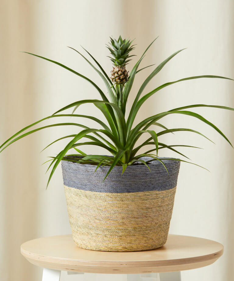 Buy Potted Bromeliad Pineapple Indoor Plant | Bloomscape