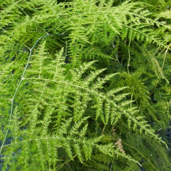 Planting and caring for Asparagus fern 