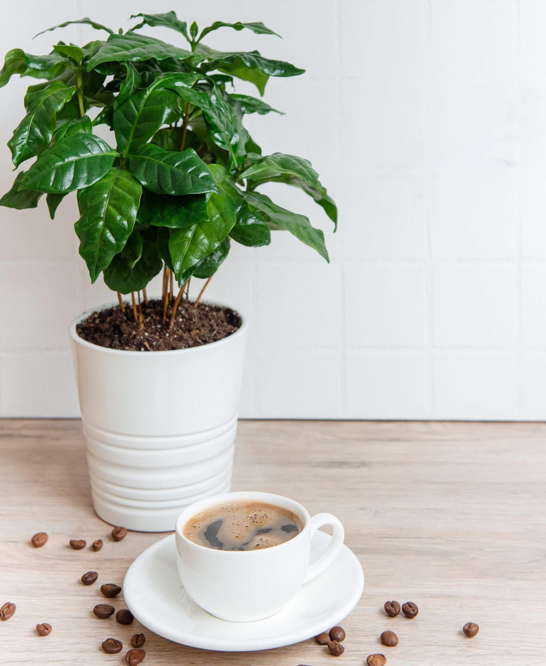 Coffee Plant 101: How to Care for Coffee Plants