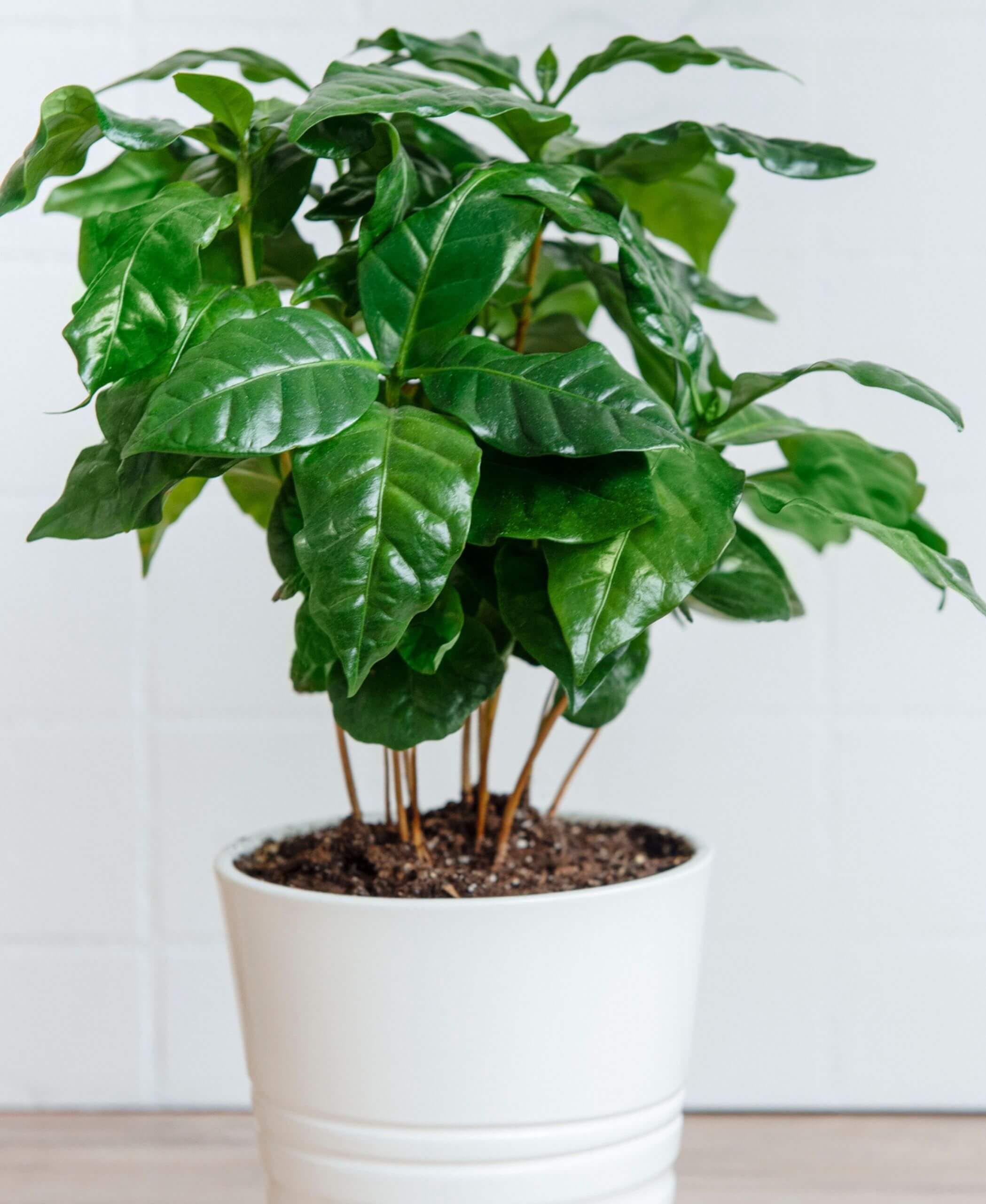 why isn't my coffee plant flowering? | bloomscape